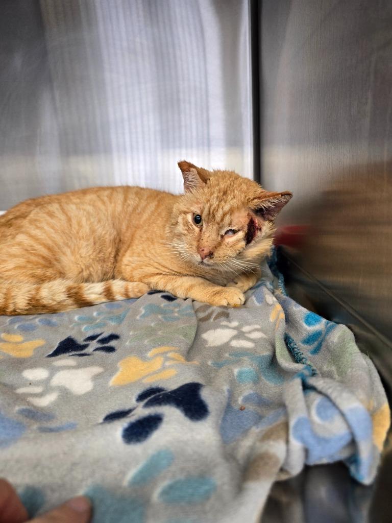 Morris, Adoptable, Young Male Domestic Short Hair.