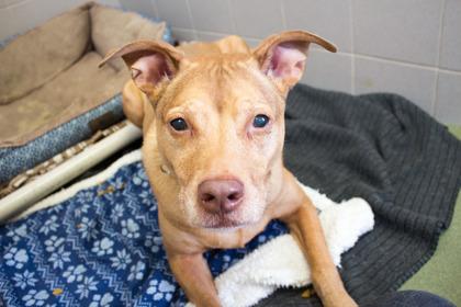 Magnus, Adoptable, Senior Male Shepherd & Mixed Breed.