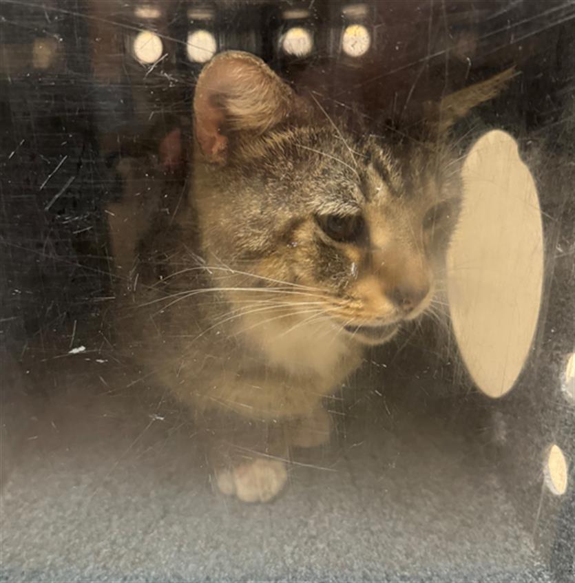 HARRY, Adoptable, Senior Male Domestic Short Hair.