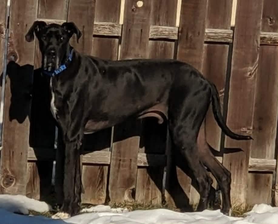 Enlarge Brutus, a Adoptable Great Dane in Elgin, IL image 1/3