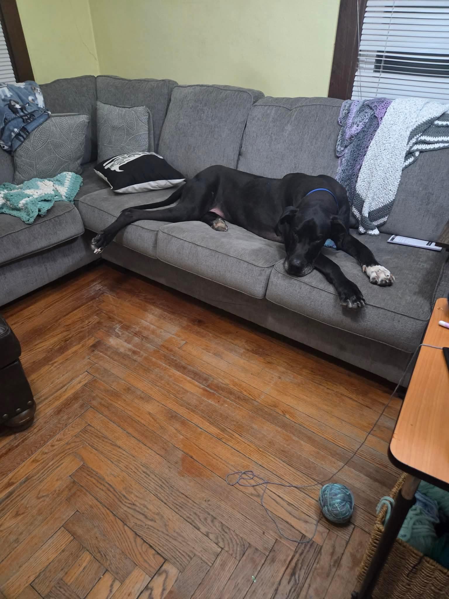 Enlarge Brutus, a Adoptable Great Dane in Elgin, IL image 2/3