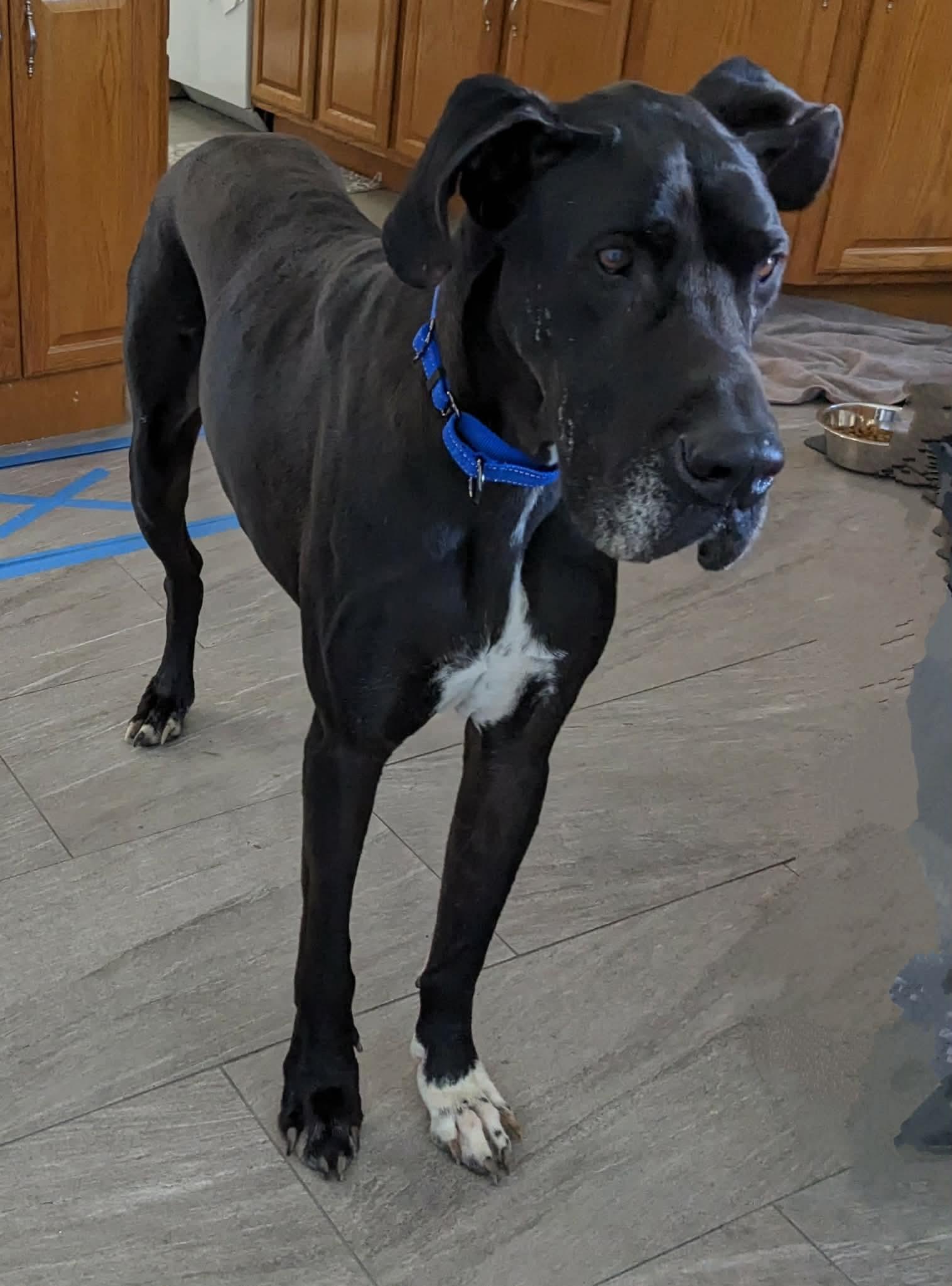 Enlarge Brutus, a Adoptable Great Dane in Elgin, IL image 3/3