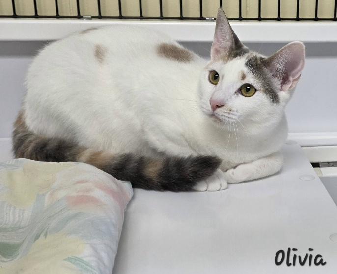 Enlarge Olivia, a Adoptable mixed breed in Key Largo, FL image 1/4