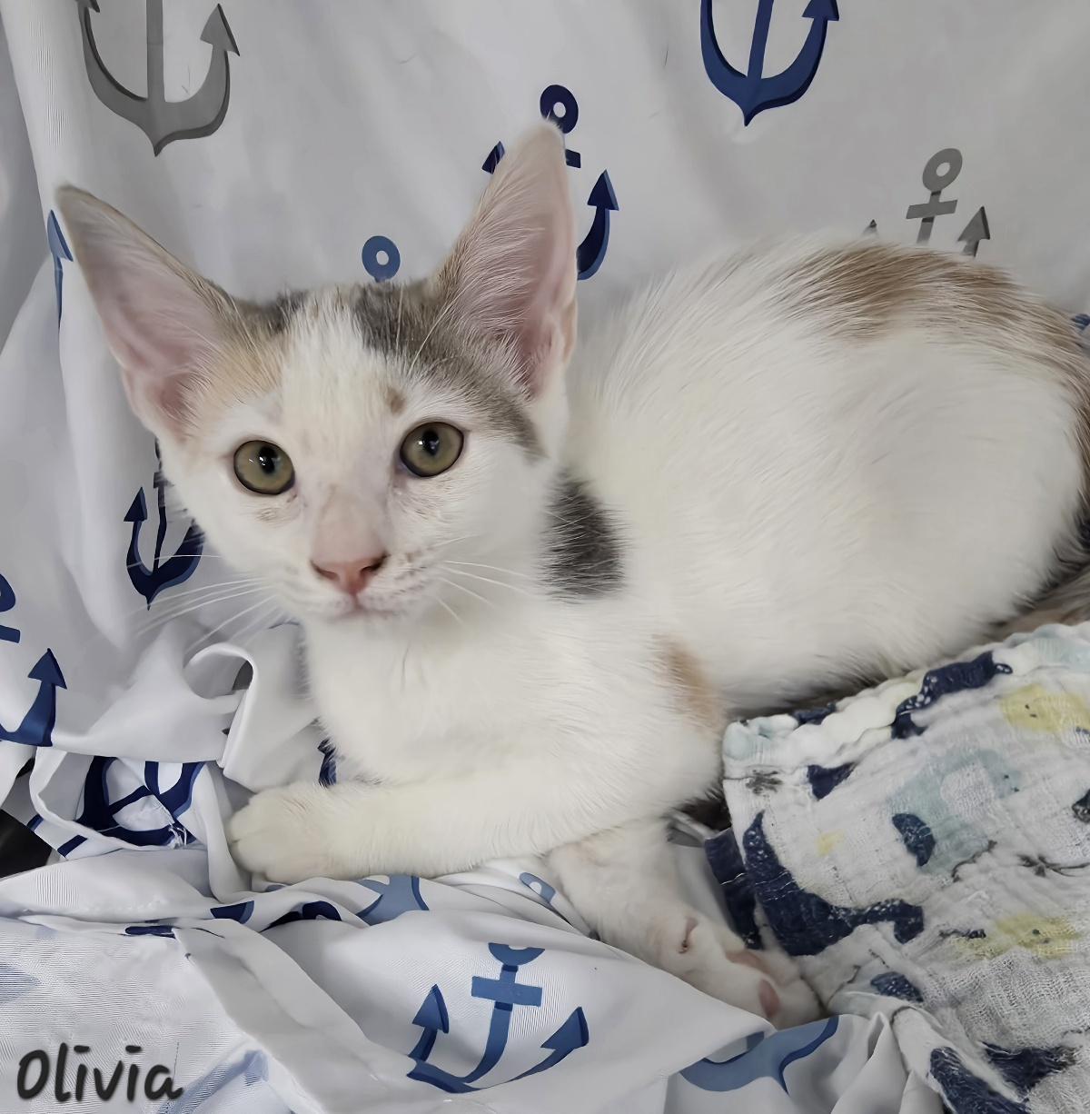 Enlarge Olivia, a Adoptable mixed breed in Key Largo, FL image 4/4