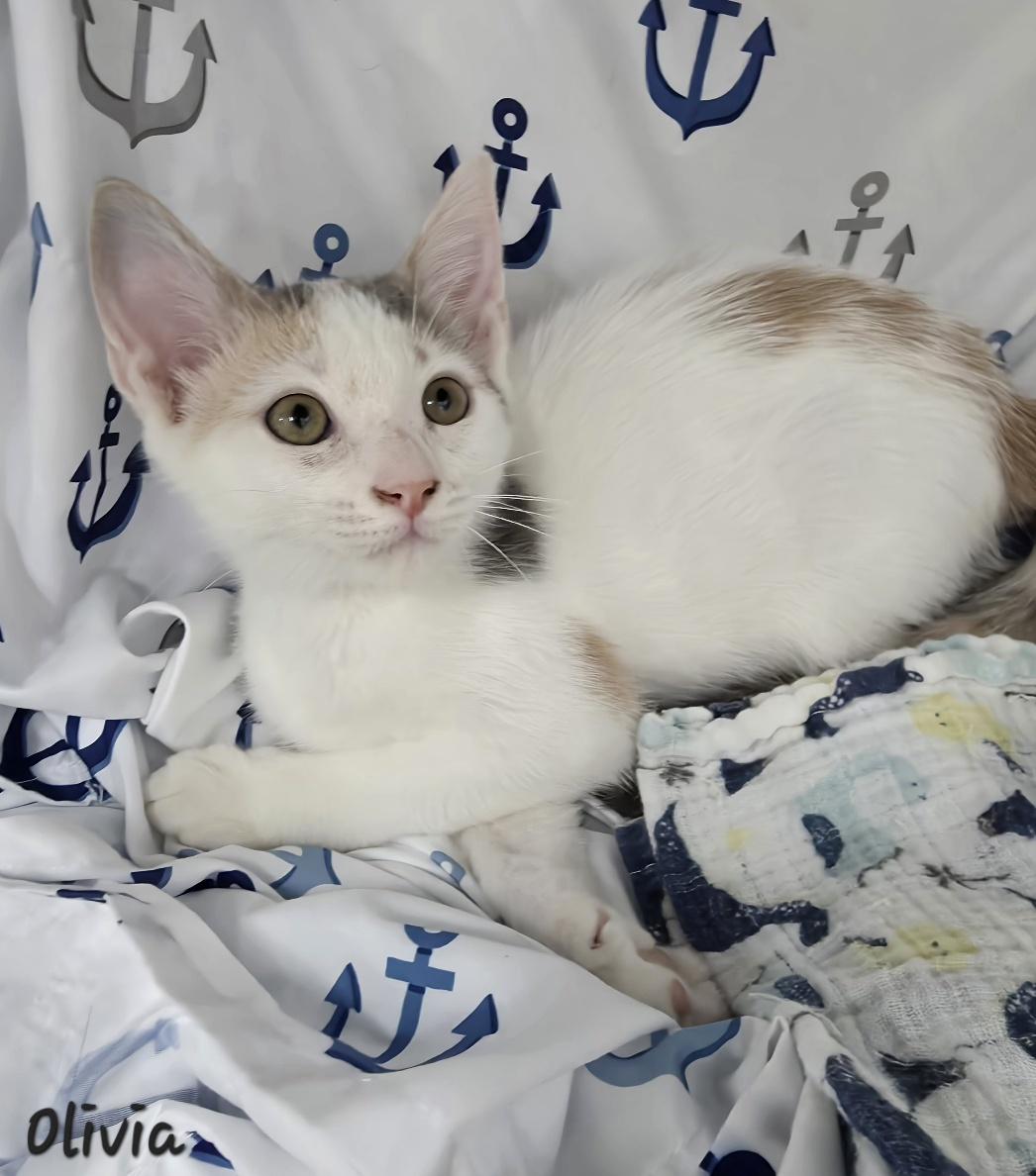 Enlarge Olivia, a Adoptable mixed breed in Key Largo, FL image 2/4
