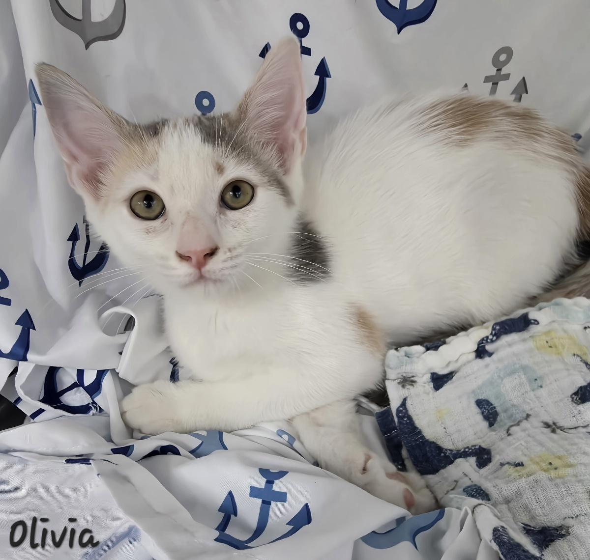 Enlarge Olivia, a Adoptable mixed breed in Key Largo, FL image 3/4