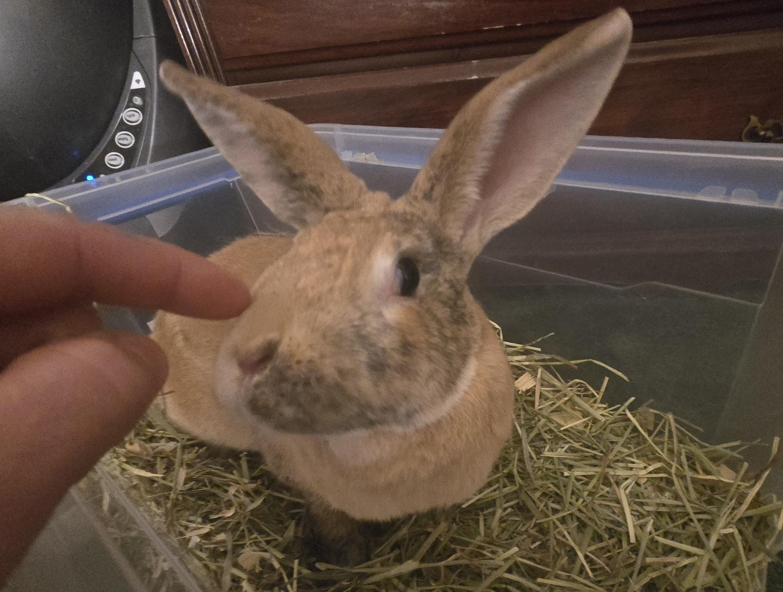 Enlarge Puffer, a ADOPTABLE Harlequin in Pittsburgh, PA image 3/4