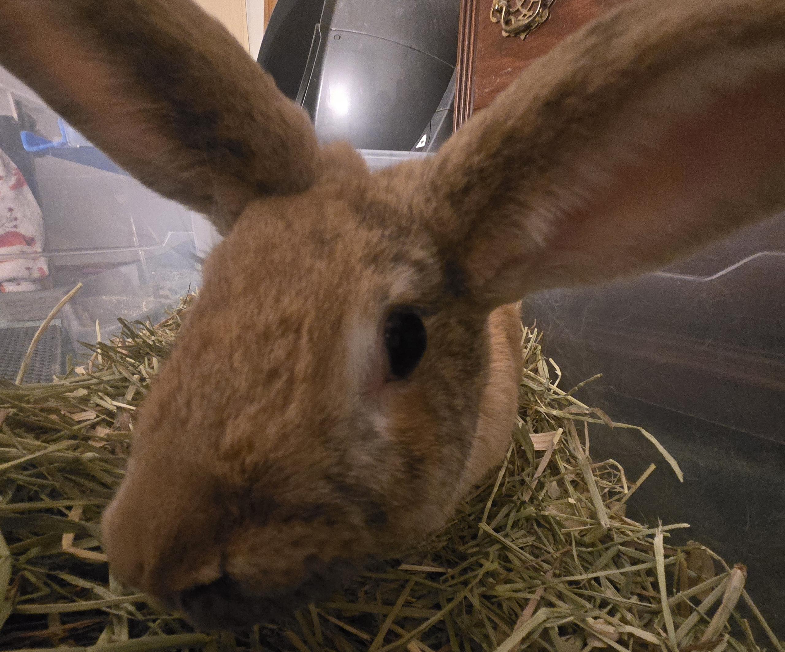 Puffer, ADOPTABLE, Adult Female Harlequin.