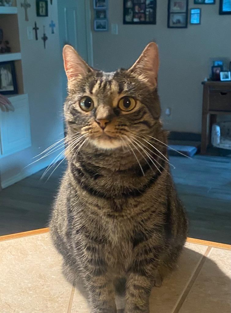 Molly, a Adoptable Domestic Short Hair in Lewisville, TX image 1/6