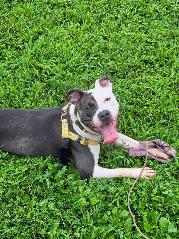 Enlarge Perdita, a Adoptable mixed breed in Skillman, NJ image 1/1