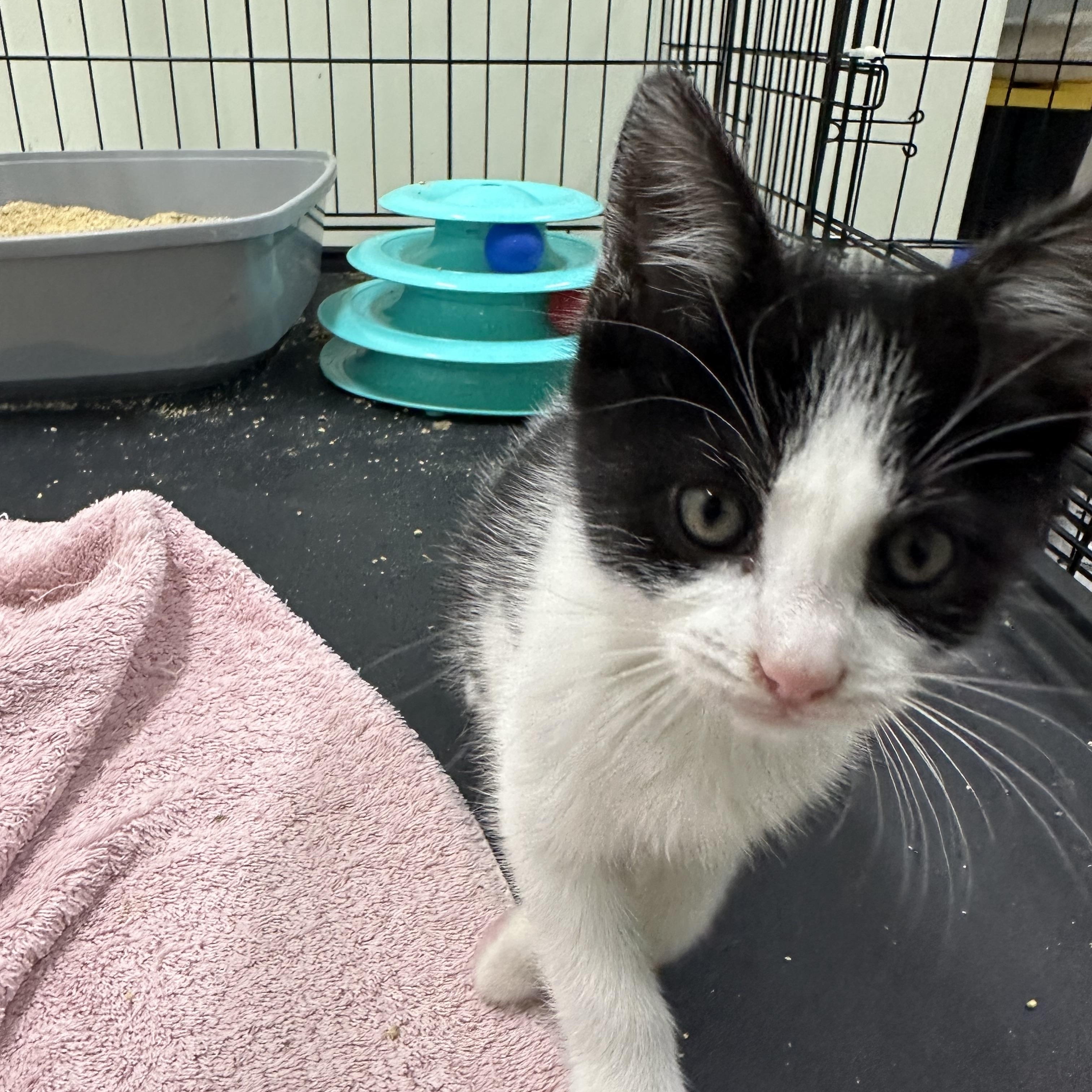 Enlarge Sunny, an adopted Domestic Short Hair in Pleasantville, NJ image 3/4