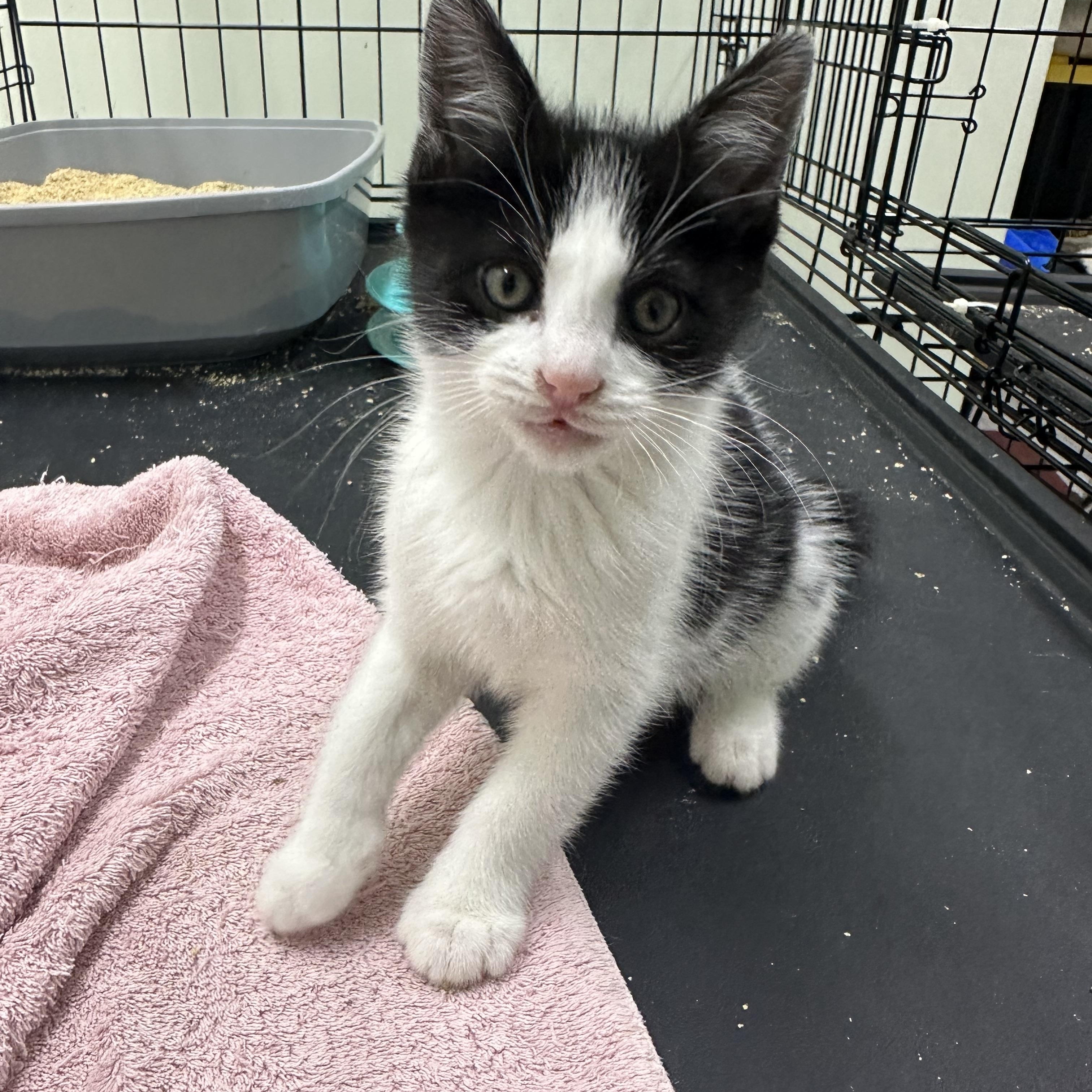 Enlarge Sunny, an adopted Domestic Short Hair in Pleasantville, NJ image 4/4