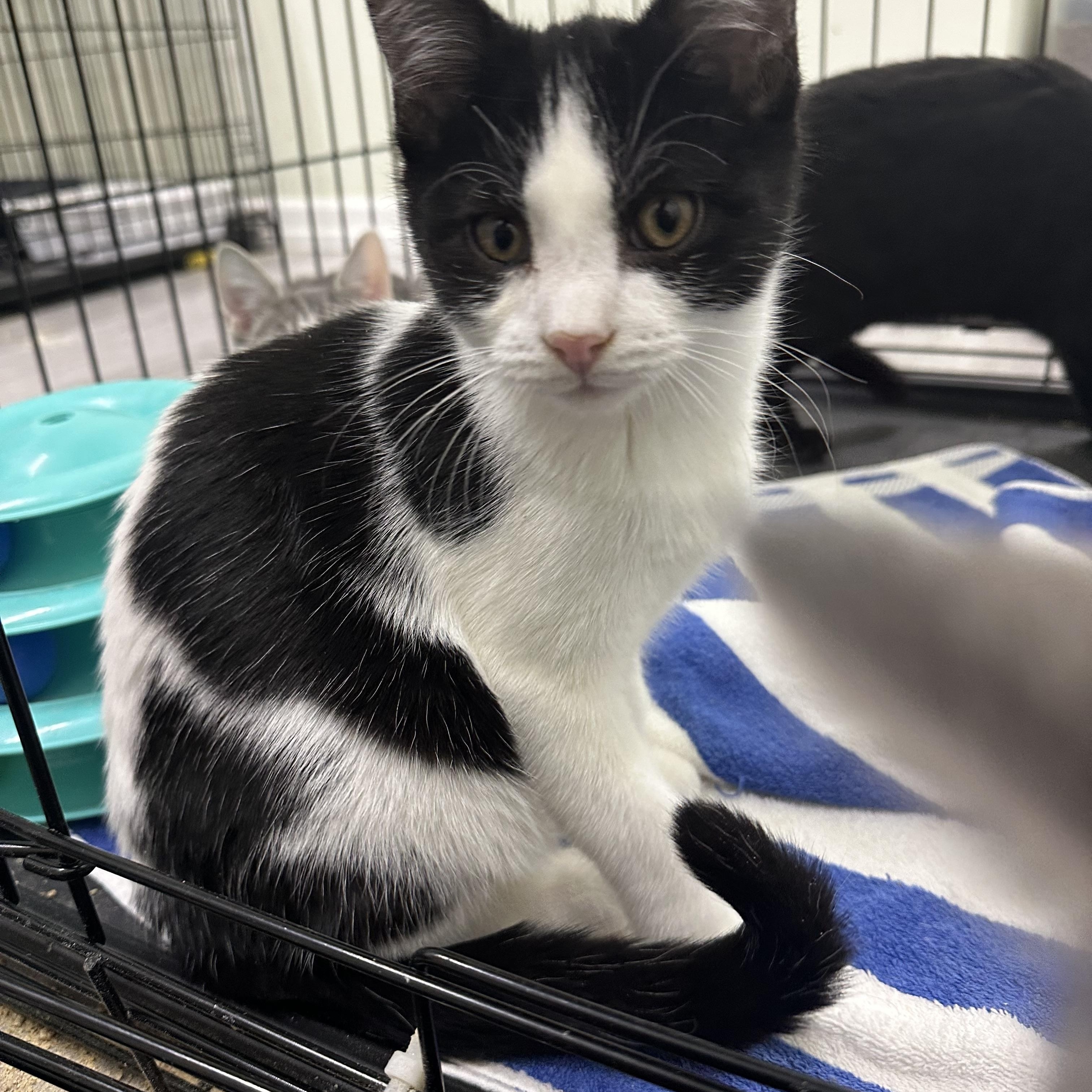 Enlarge Sunny, an adopted Domestic Short Hair in Pleasantville, NJ image 2/4