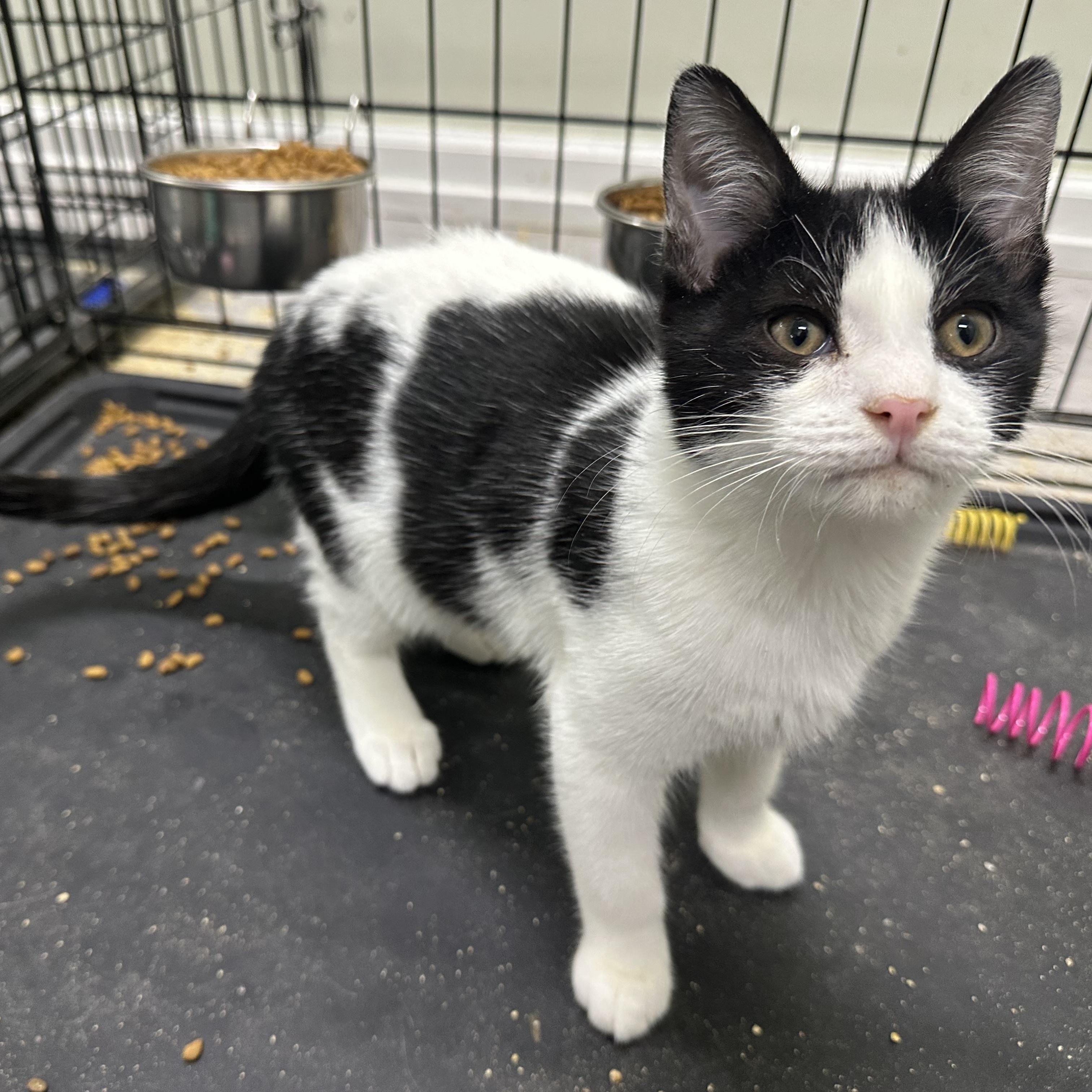 Enlarge Sunny, an adopted Domestic Short Hair in Pleasantville, NJ image 1/4