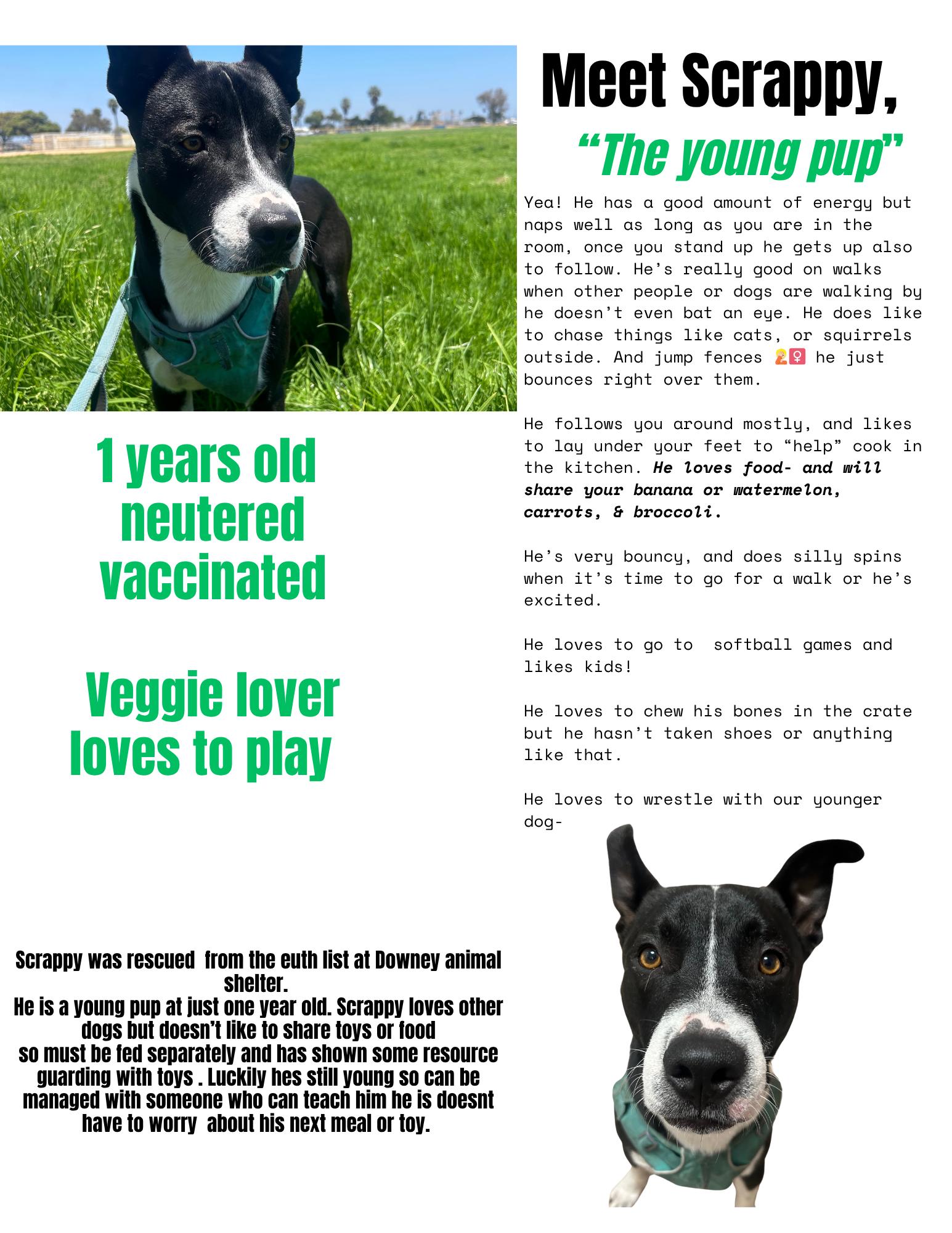 Scrappy, Adopted, Young Male Black Labrador Retriever.