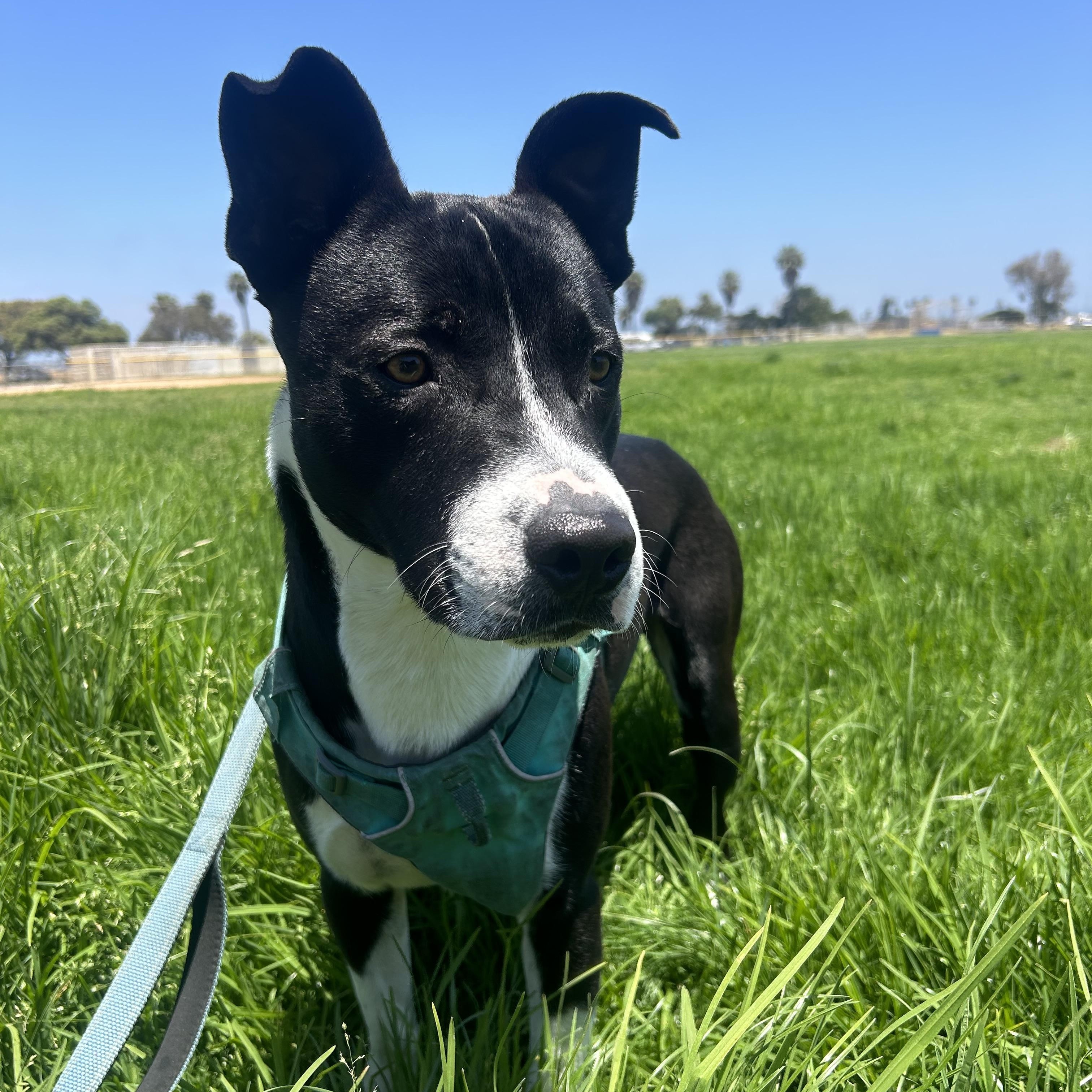 Scrappy, a Adopted Black Labrador Retriever in Oceanside, CA image 3/5