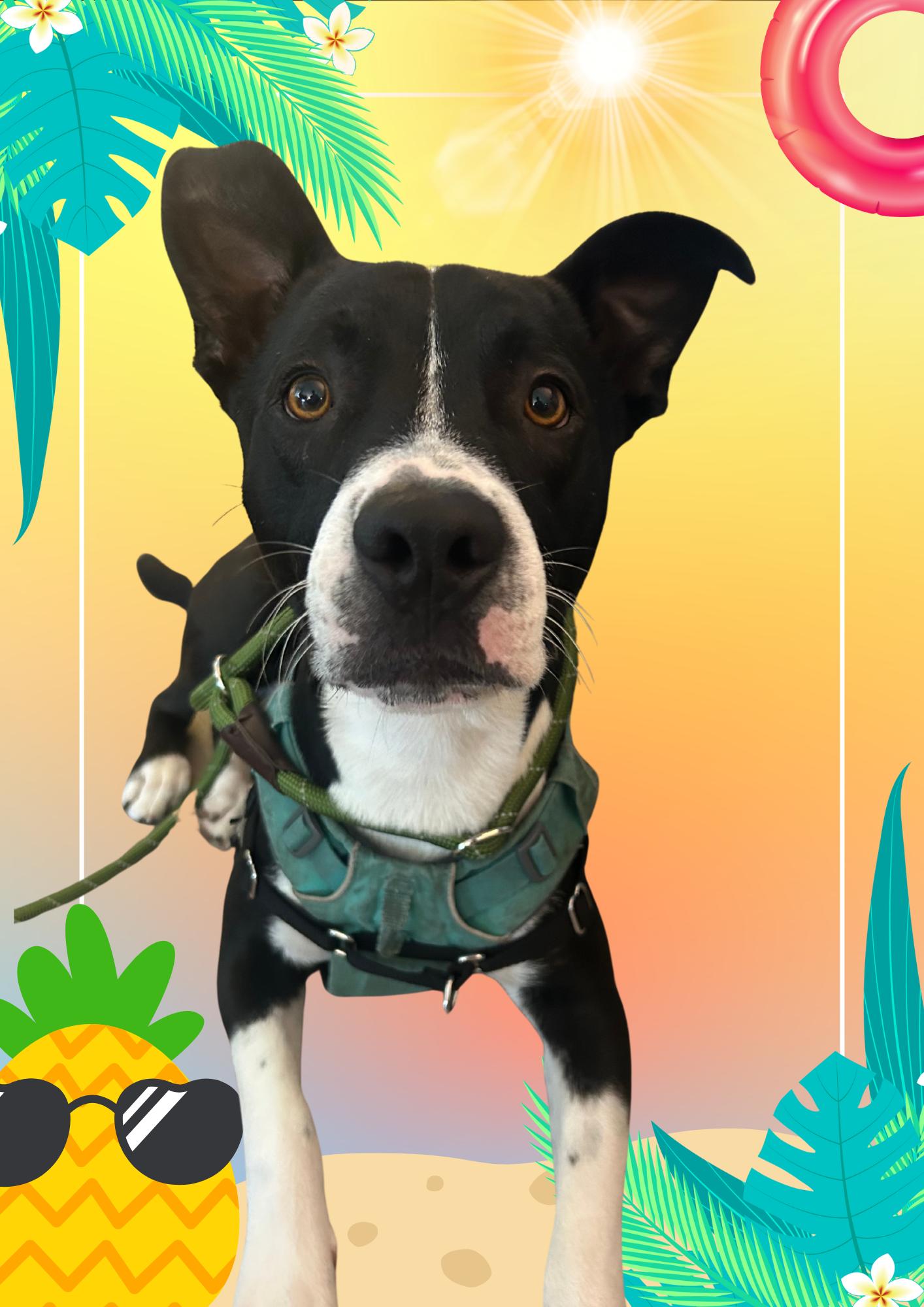 Scrappy, a Adopted Black Labrador Retriever in Oceanside, CA image 4/5