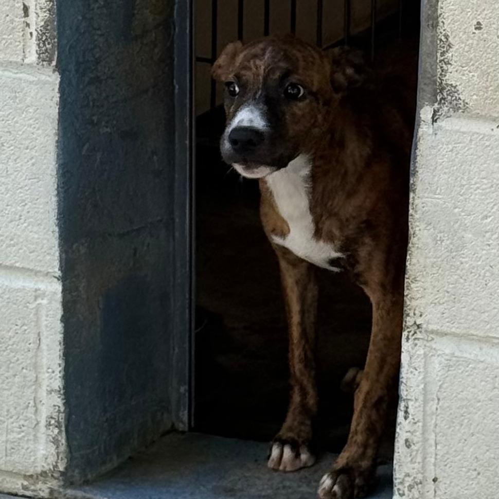 Enlarge Phoebe, a Adopted mixed breed in Waynesburg, PA image 1/1