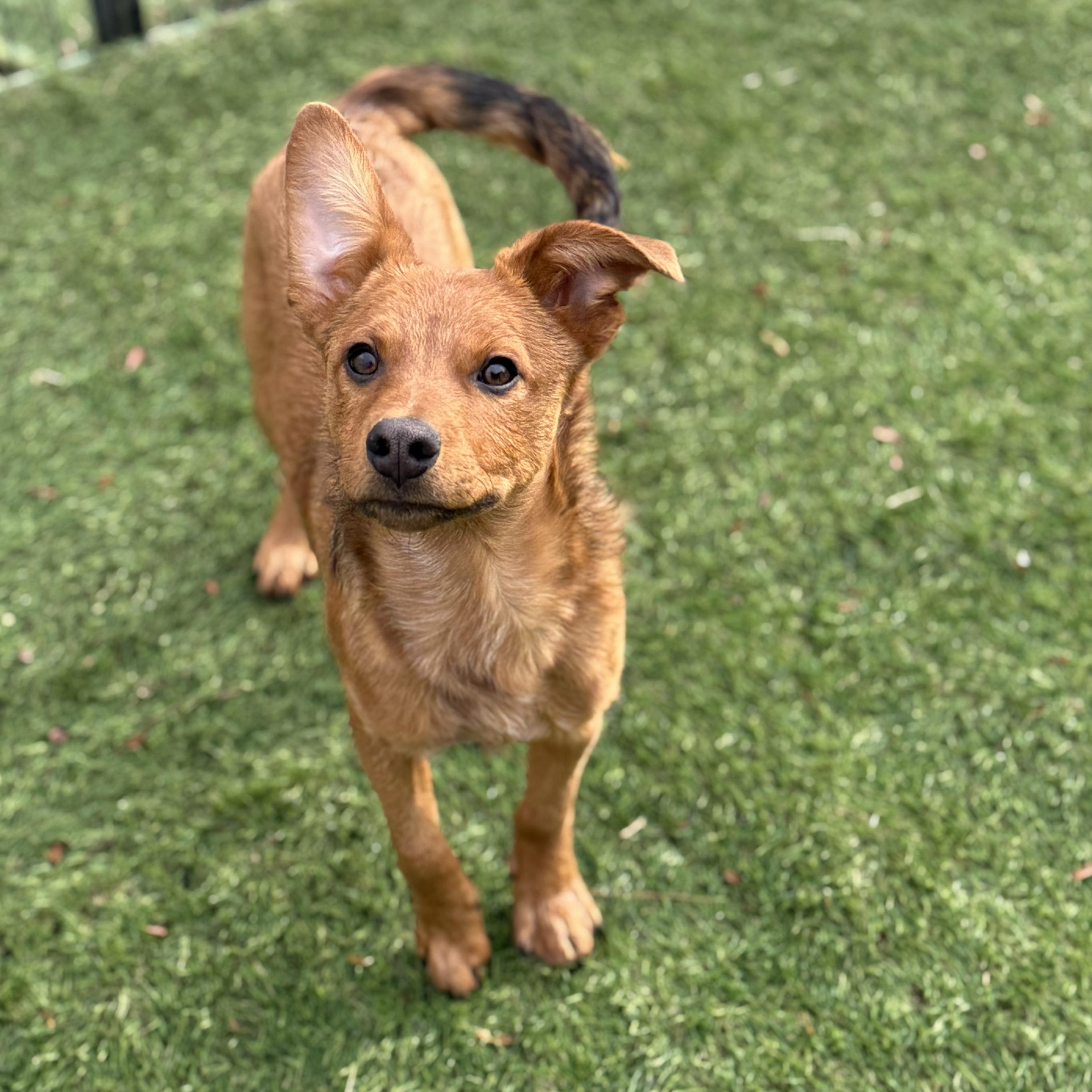 Enlarge Tahoe, a Adoptable mixed breed in Glenolden, PA image 5/5