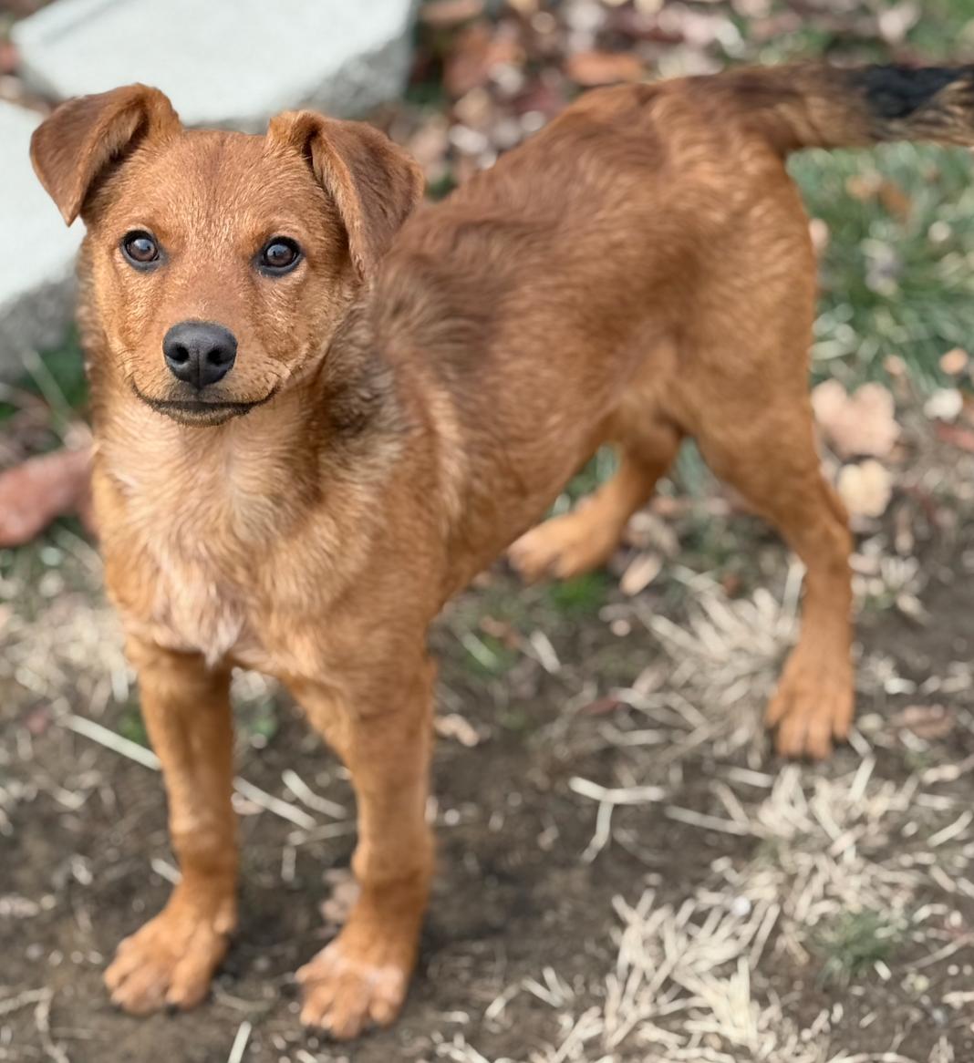 Enlarge Tahoe, a Adoptable mixed breed in Glenolden, PA image 3/5