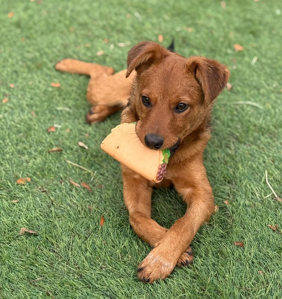 Enlarge Tahoe, a Adoptable mixed breed in Glenolden, PA image 4/5