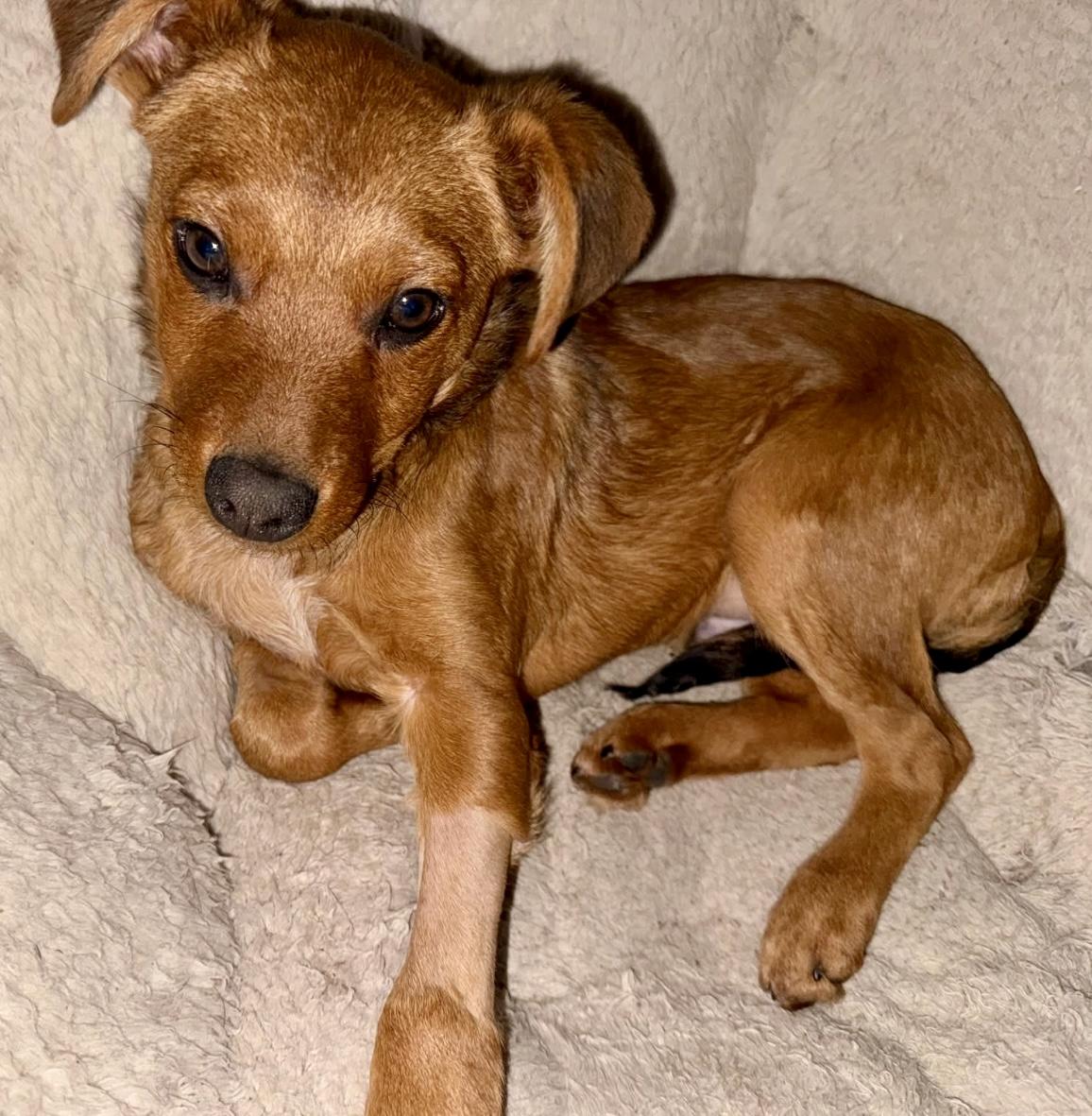 Tahoe, Adoptable, Puppy Male Australian Cattle Dog / Blue Heeler & Terrier.