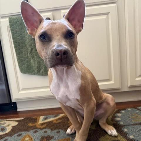 Pharaoh