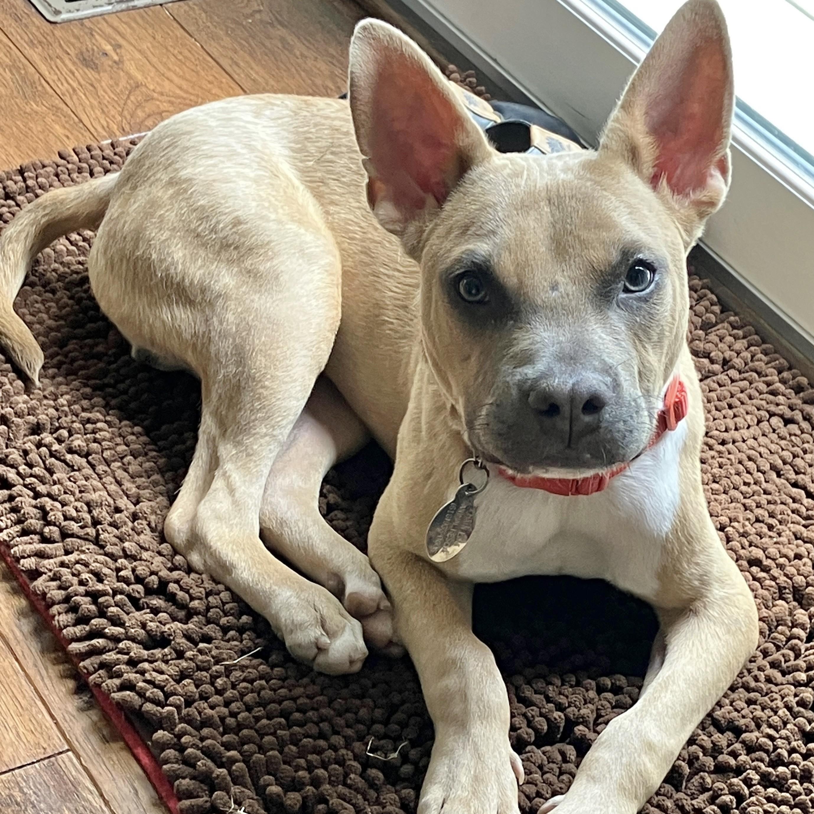 Pharaoh