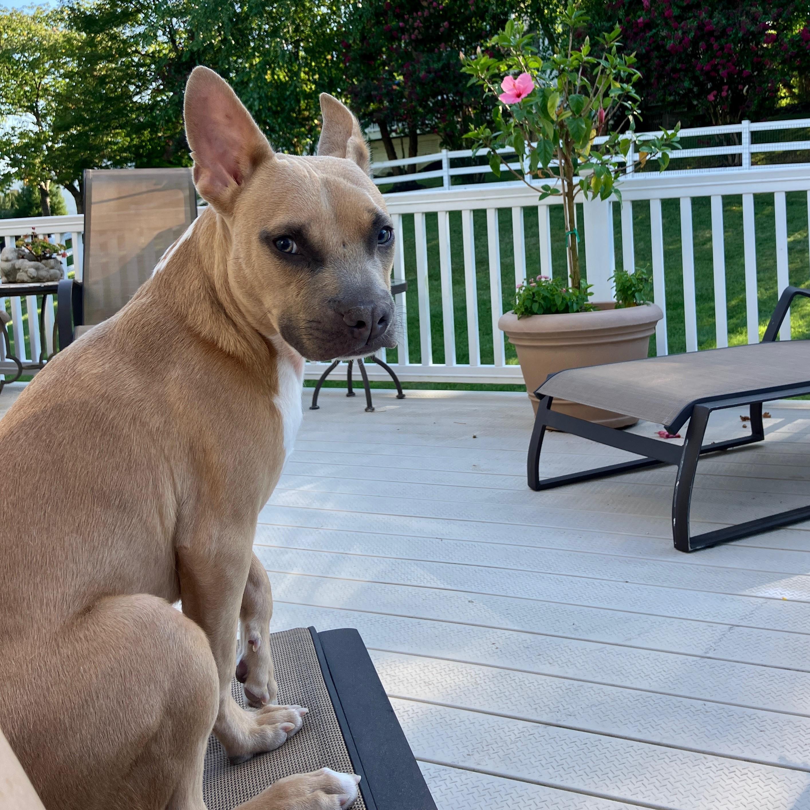 Pharaoh