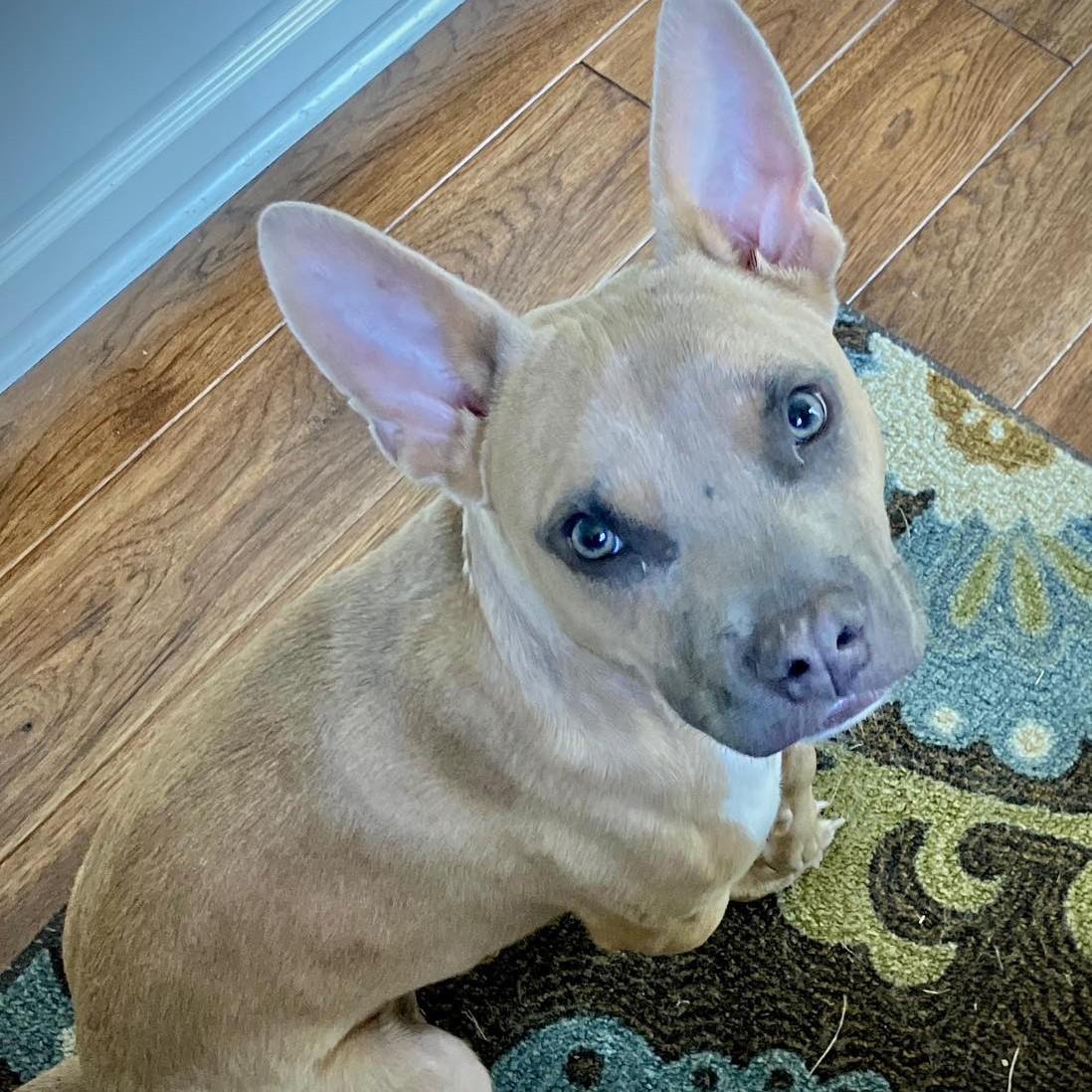 Pharaoh