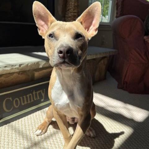 Pharaoh