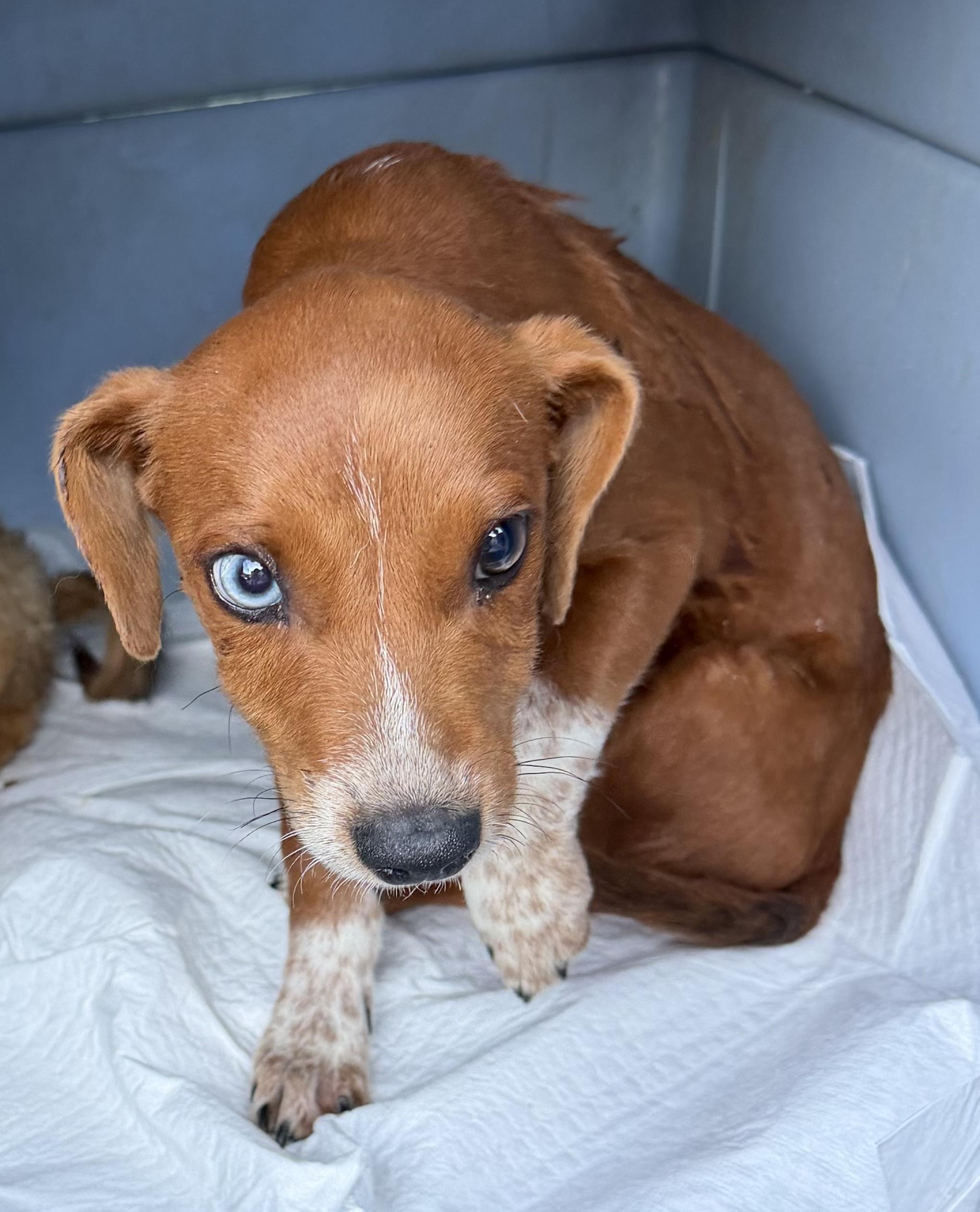 Enlarge Cooper, a Adoptable mixed breed in Concord, CA image 4/5