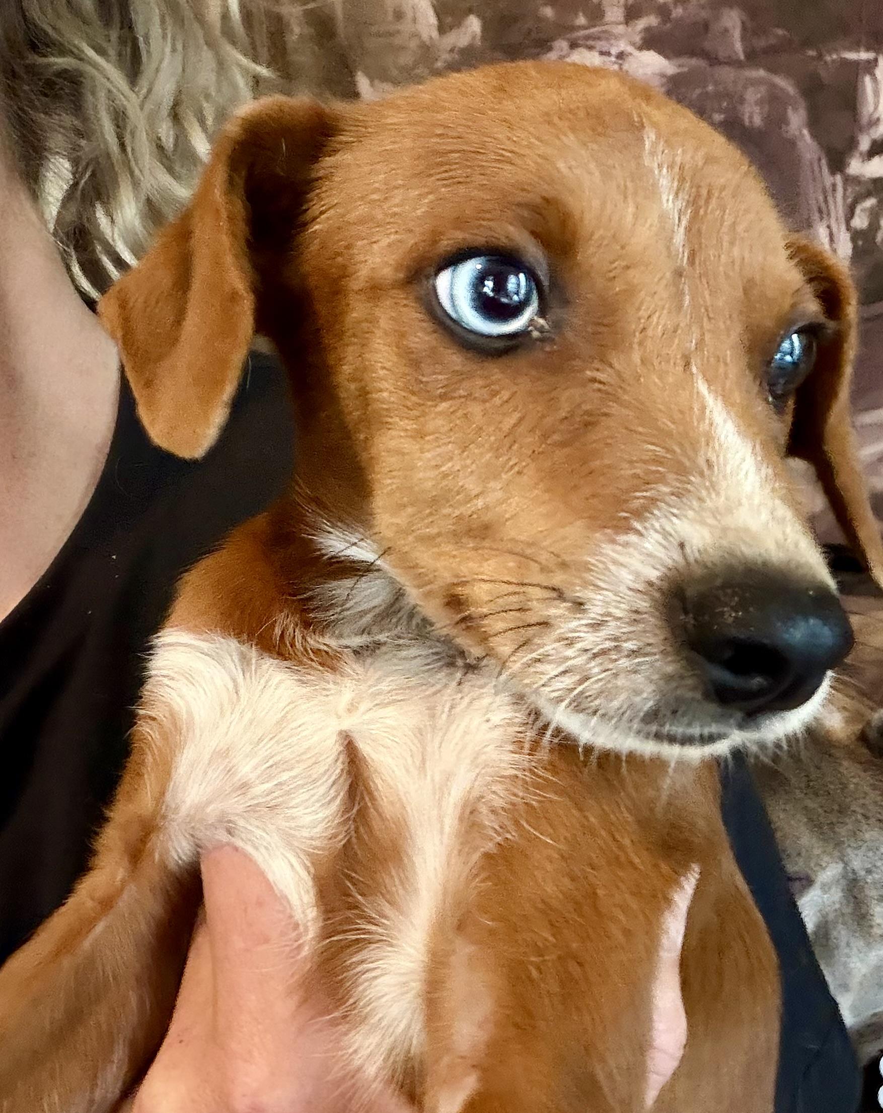 Enlarge Cooper, a Adoptable mixed breed in Concord, CA image 2/5