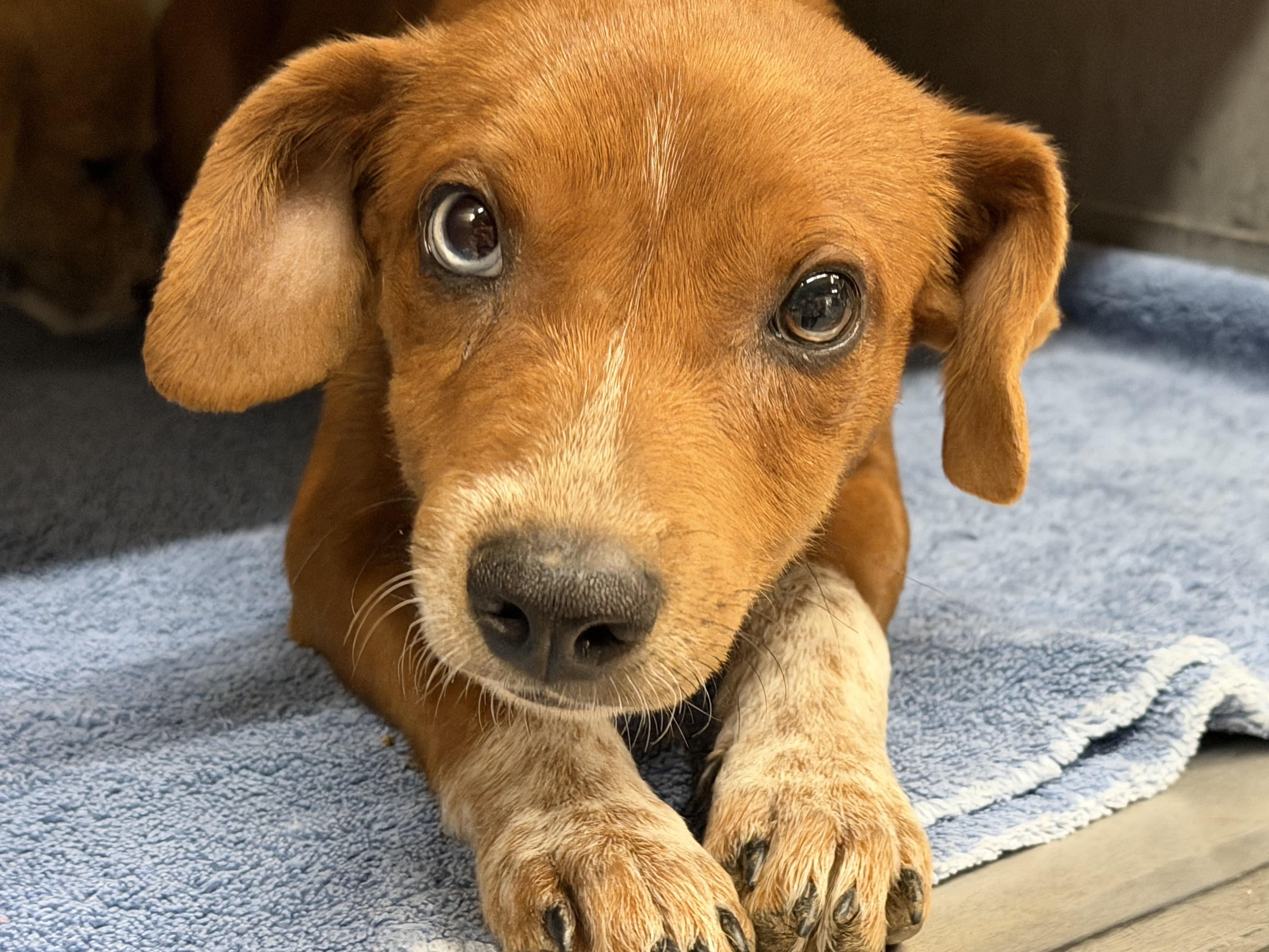 Enlarge Cooper, a Adoptable mixed breed in Concord, CA image 1/5
