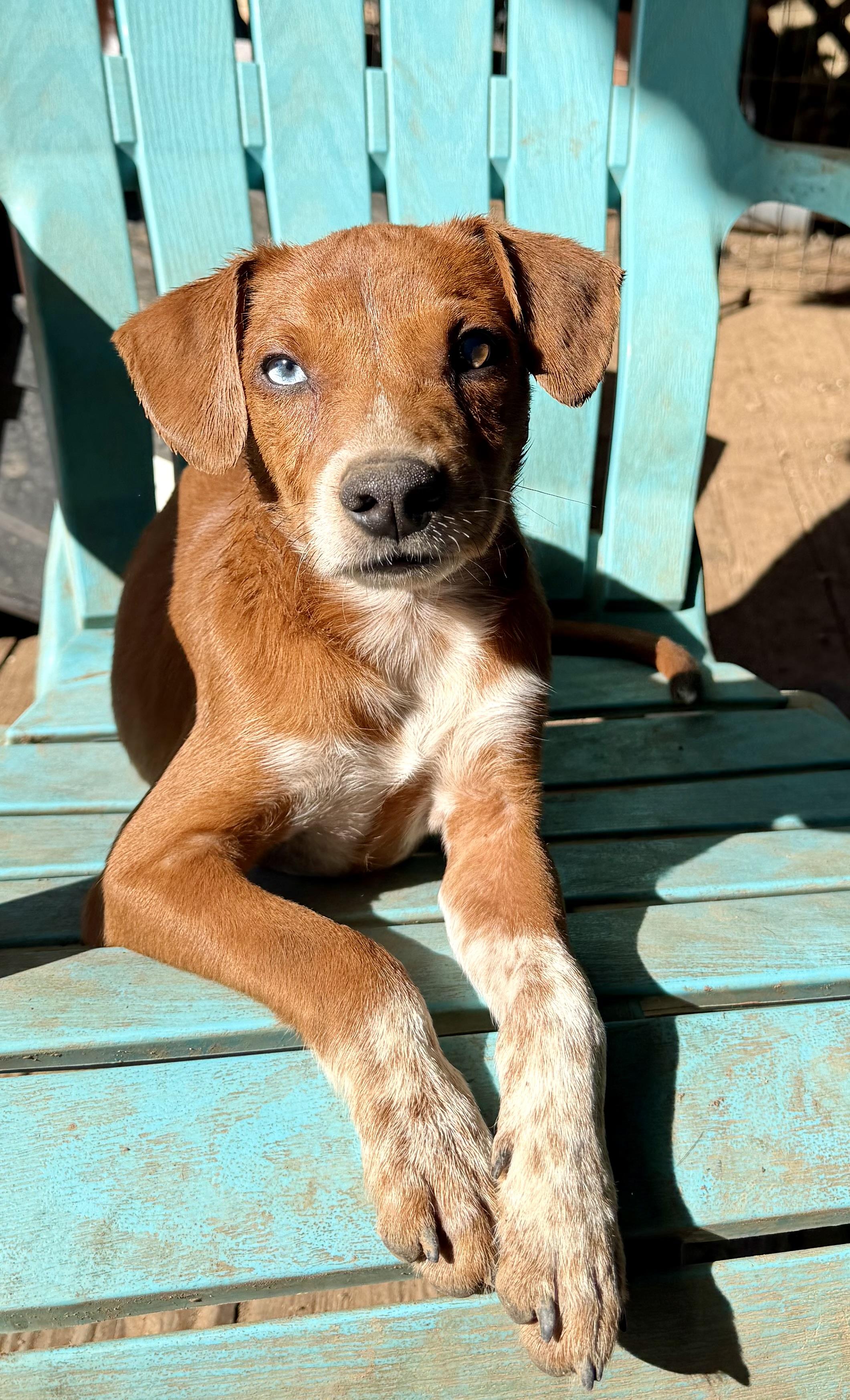 Enlarge Cooper, a Adoptable mixed breed in Concord, CA image 5/5
