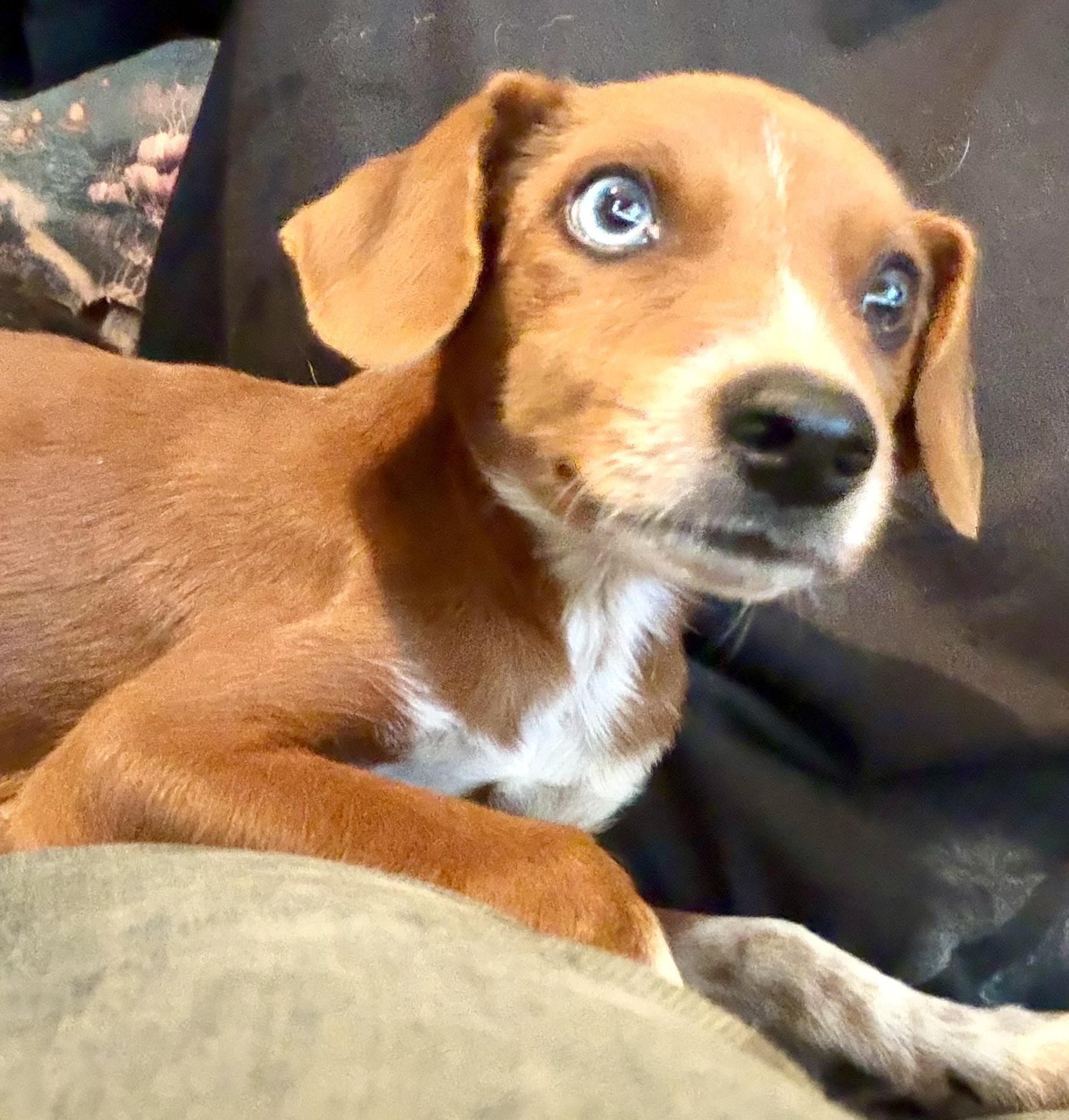 Enlarge Cooper, a Adoptable mixed breed in Concord, CA image 3/5