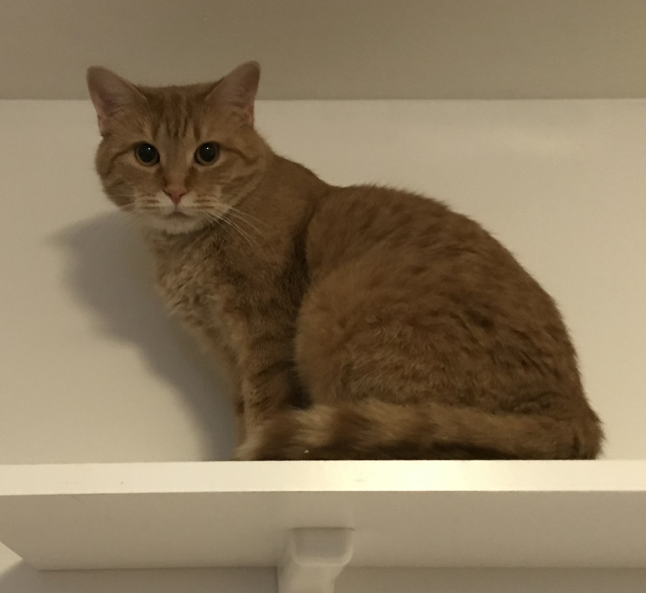 Nala (aka momma), Adoptable, Adult Female Domestic Short Hair.