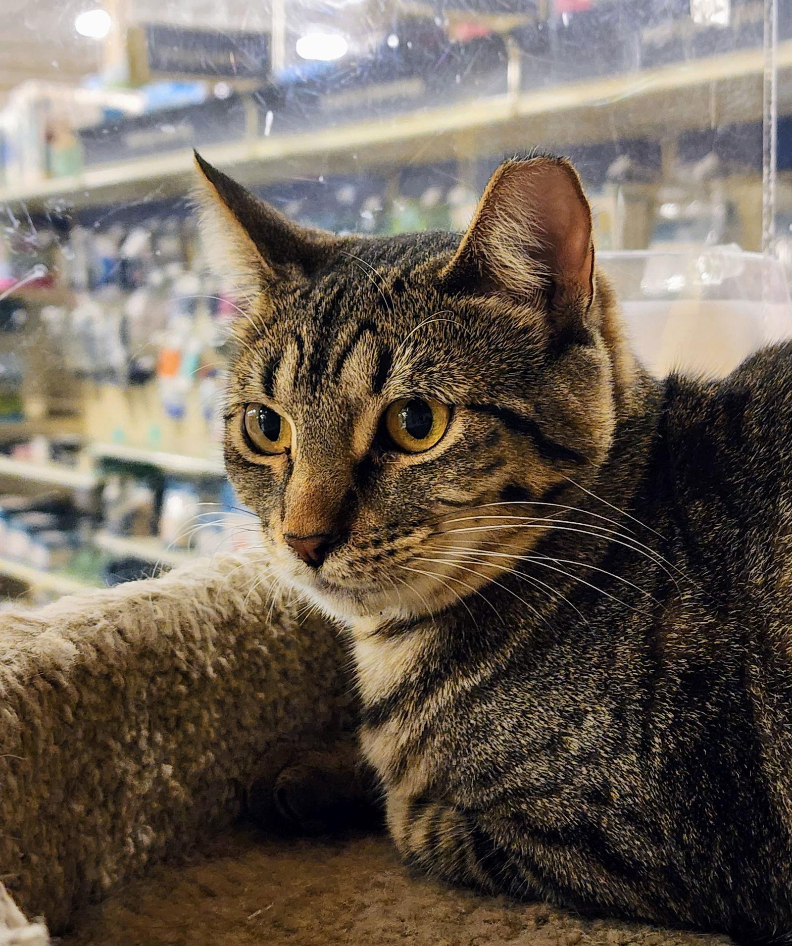 Baby, Adoptable, Young Female Tabby & Domestic Short Hair.