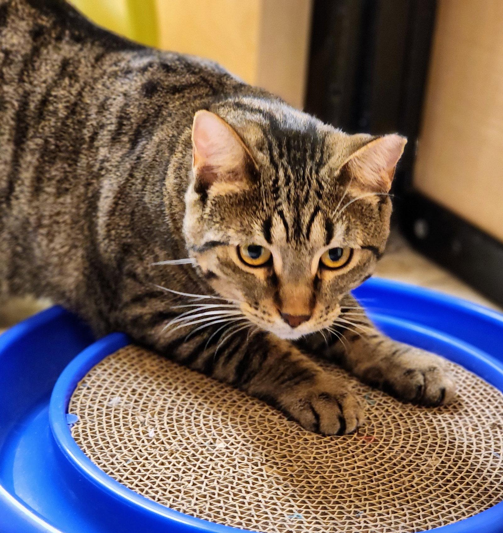 Enlarge Baby, a Adoptable mixed breed in Garland, TX image 1/3