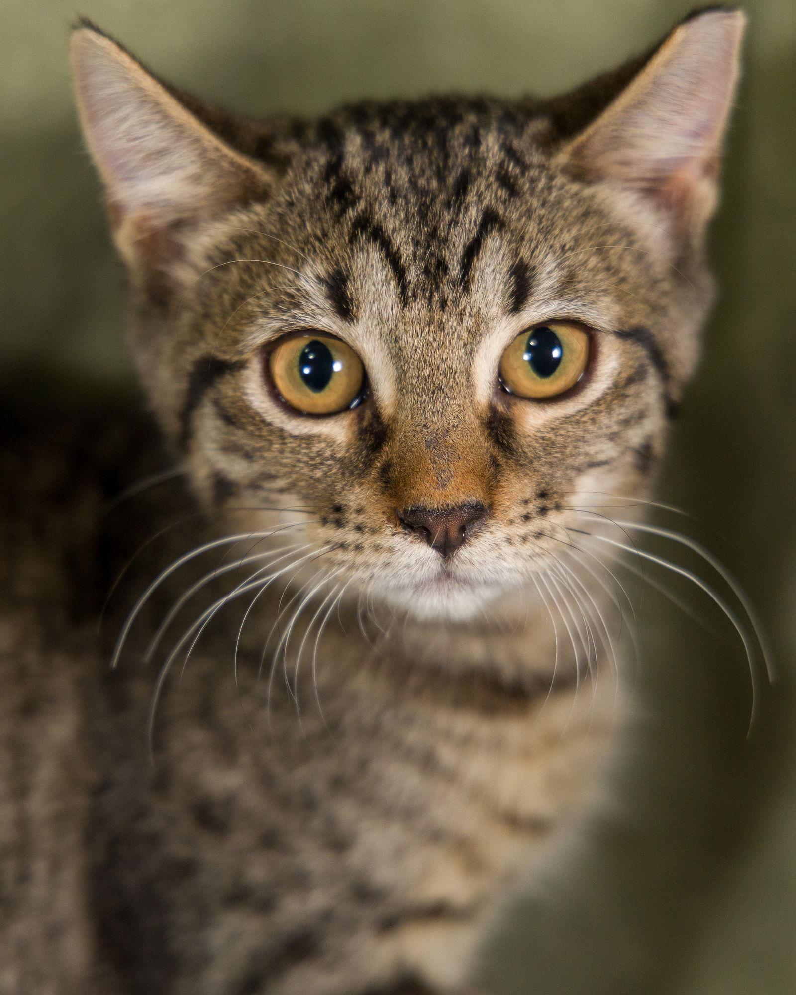 Baby, Adoptable, Young Female Tabby.