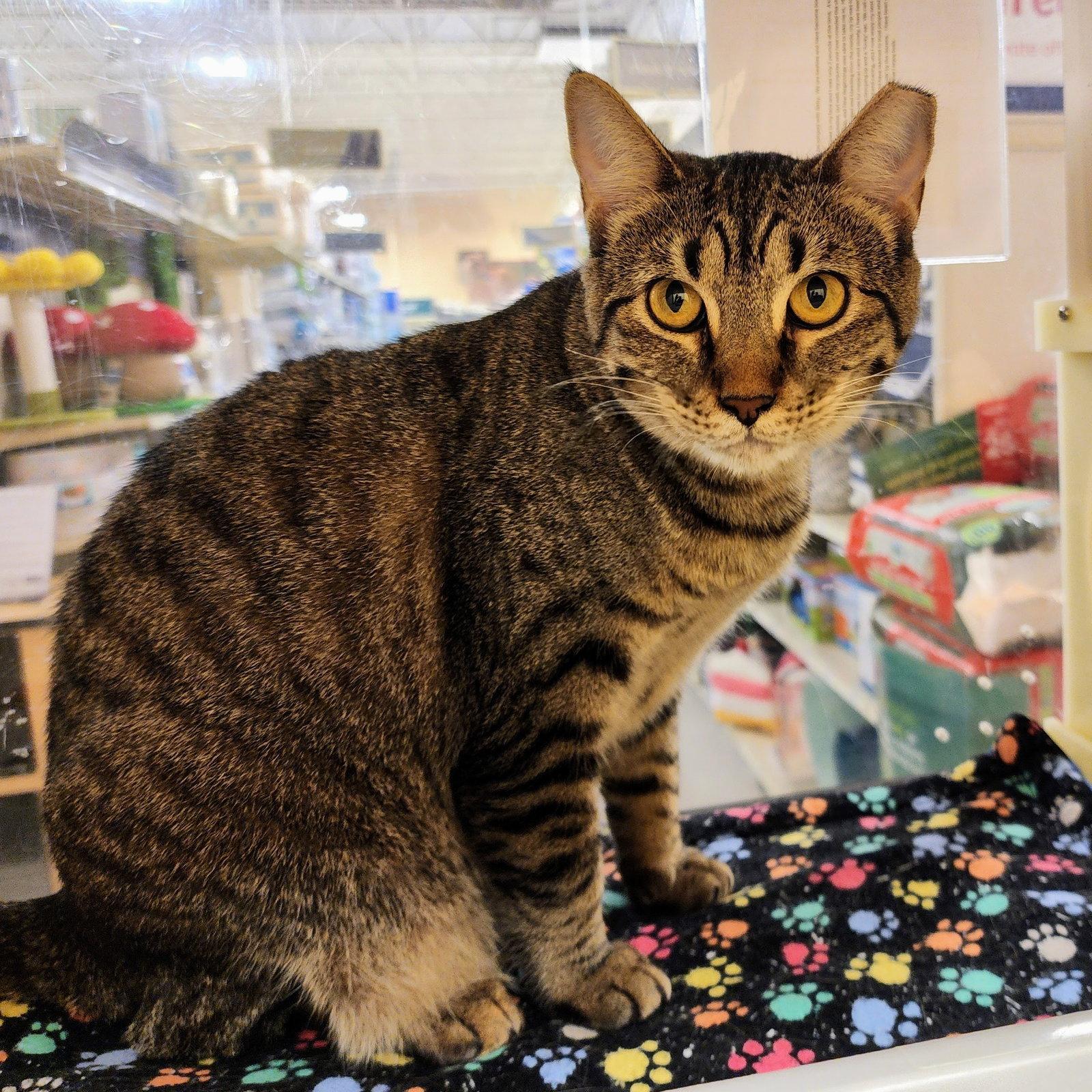 Baby, Adoptable, Young Female Tabby & Domestic Short Hair.