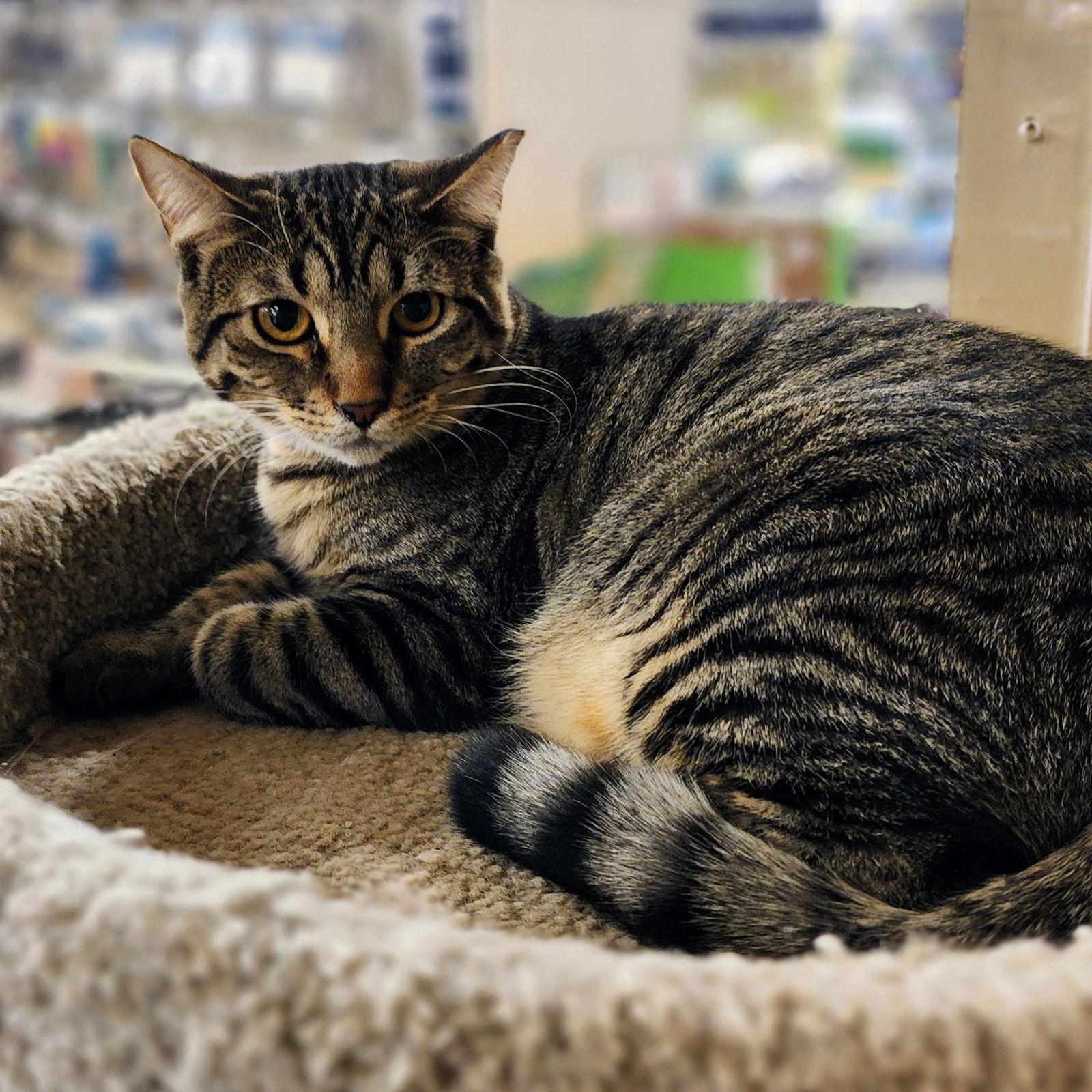 Baby, a Adoptable mixed breed in Garland, TX image 1/3