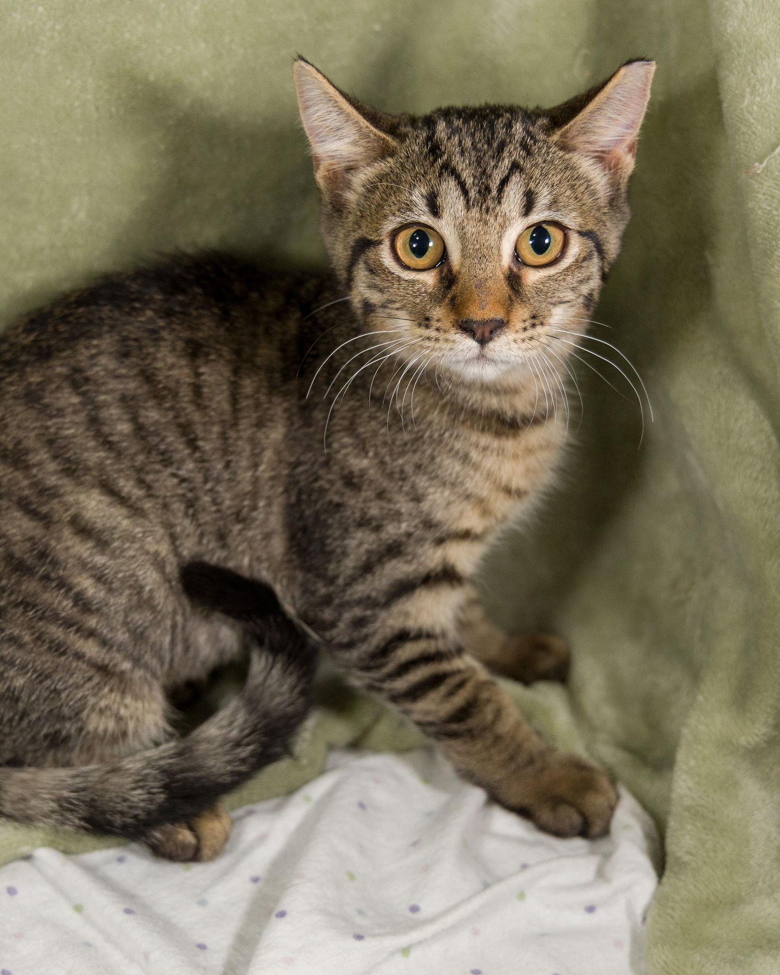 Enlarge Baby, a Adoptable Tabby in Garland, TX image 2/3