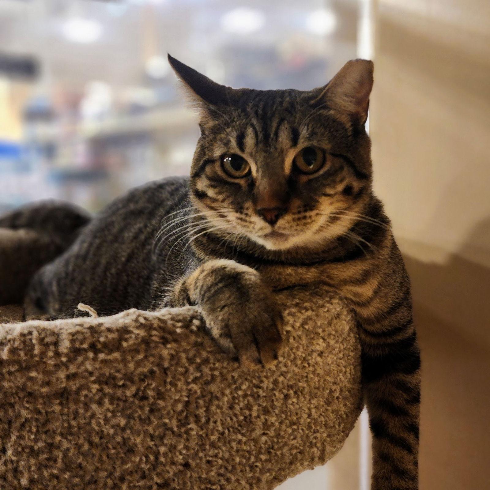 Baby, Adoptable, Young Female Tabby & Domestic Short Hair.