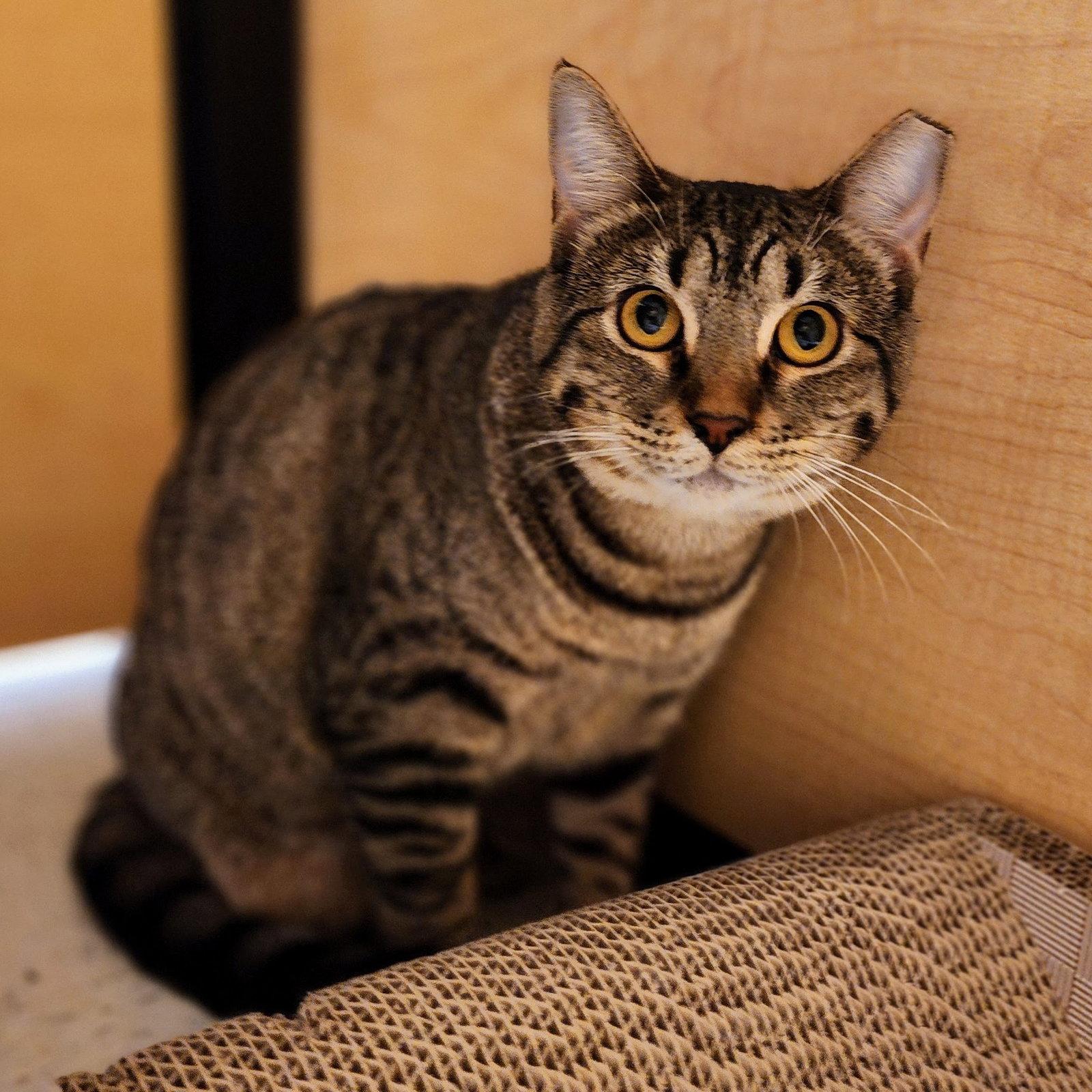 Enlarge Baby, a Adoptable mixed breed in Garland, TX image 2/3