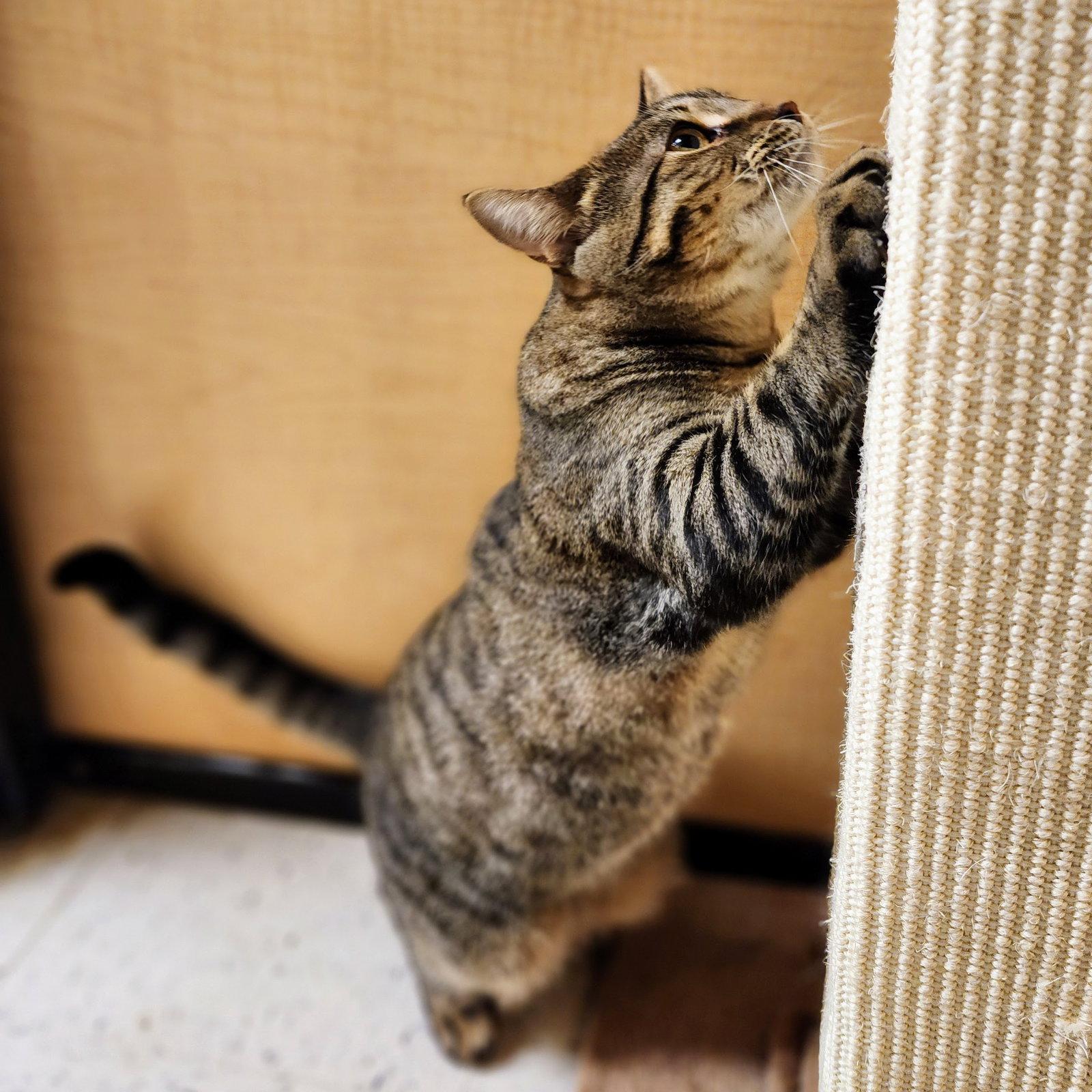 Enlarge Baby, a Adoptable mixed breed in Garland, TX image 3/3