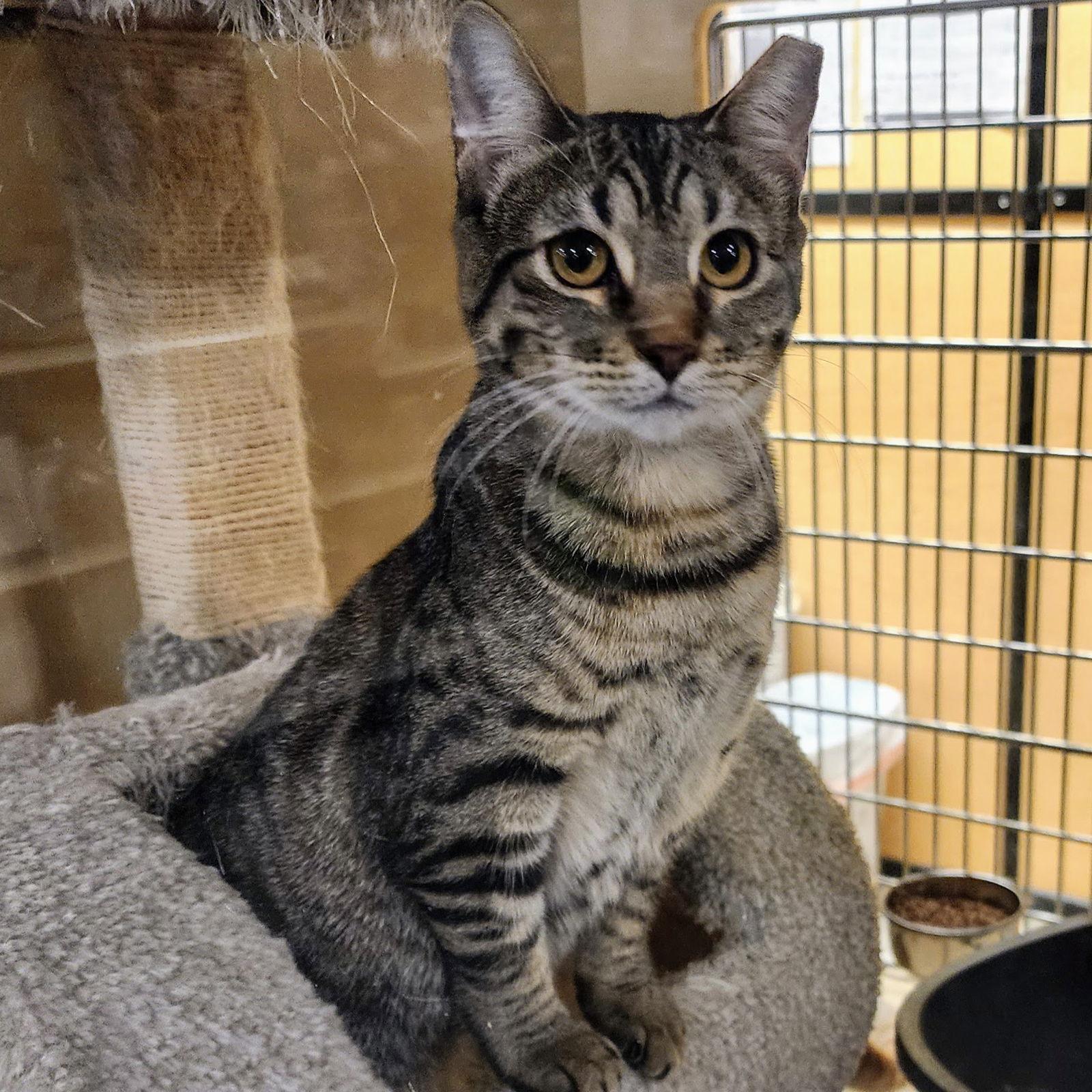 Baby, a Adoptable mixed breed in Garland, TX image 2/3