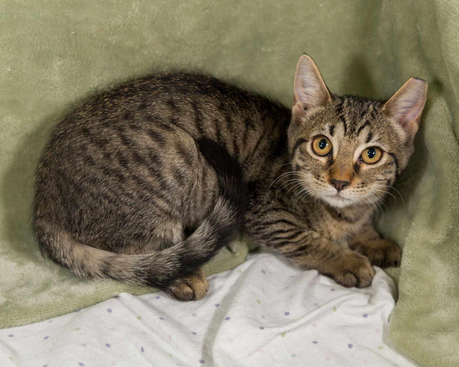 Enlarge Baby, a Adoptable Tabby in Garland, TX image 3/3