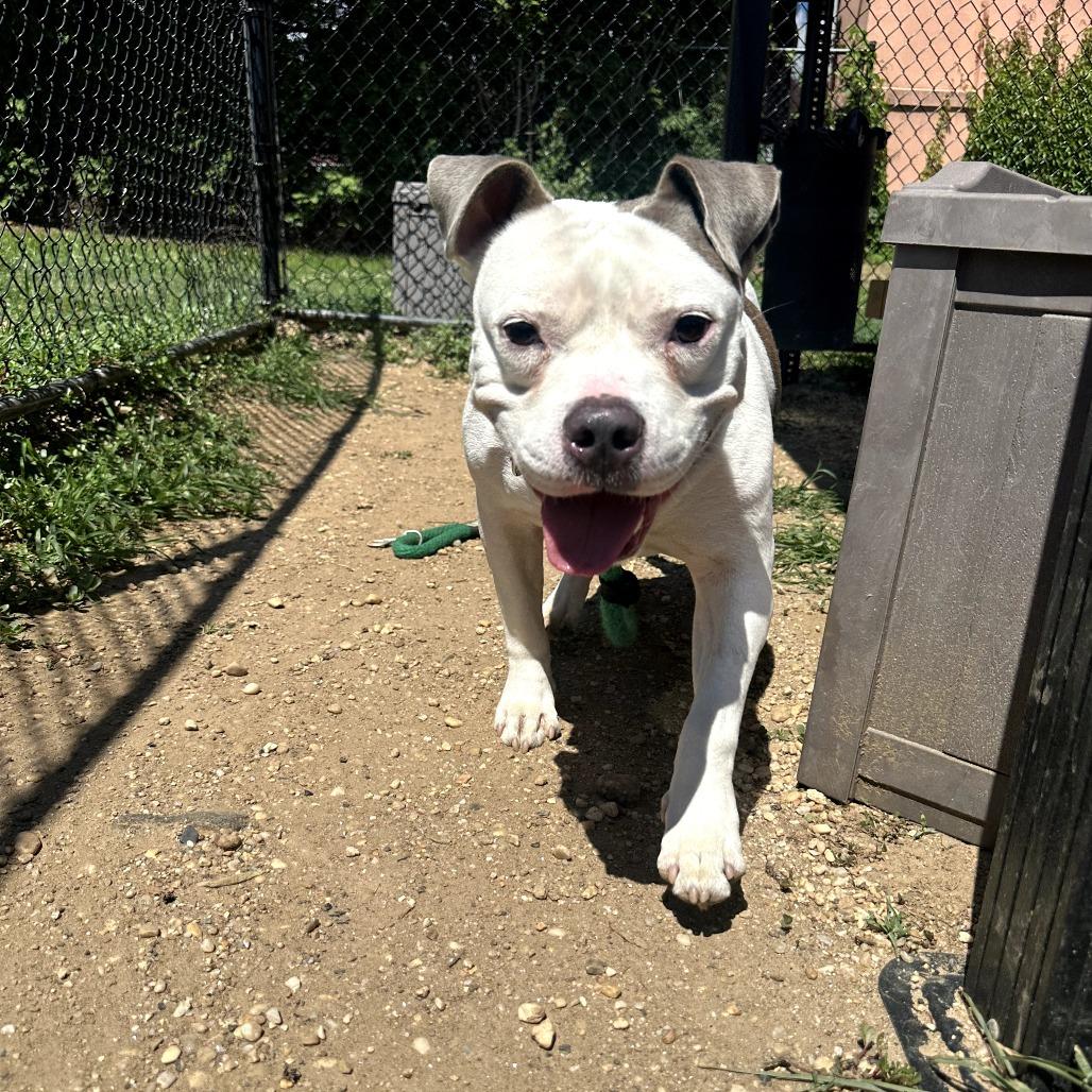 Cheddar Bob, Adoptable, Adult Male Mixed Breed.