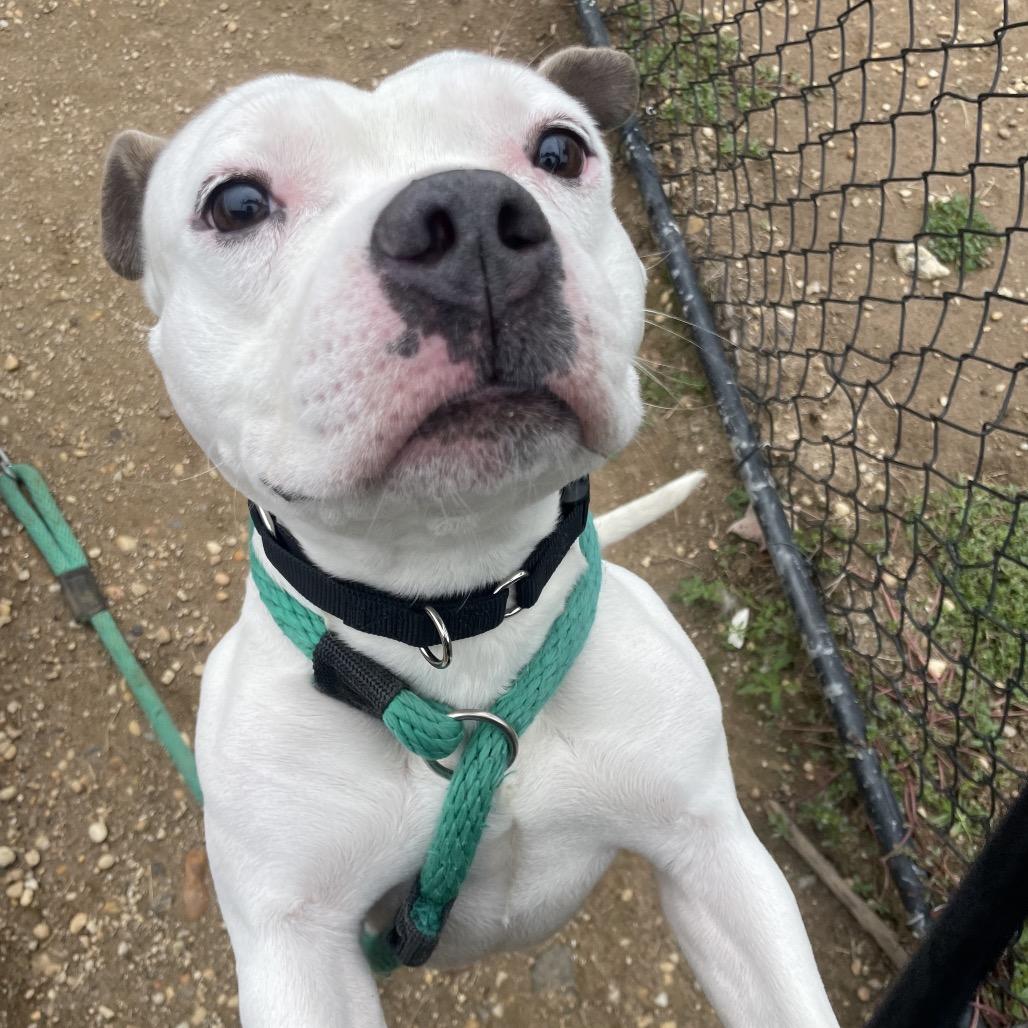 Cheddar Bob, a Adoptable Mixed Breed in West Chester, PA image 2/5